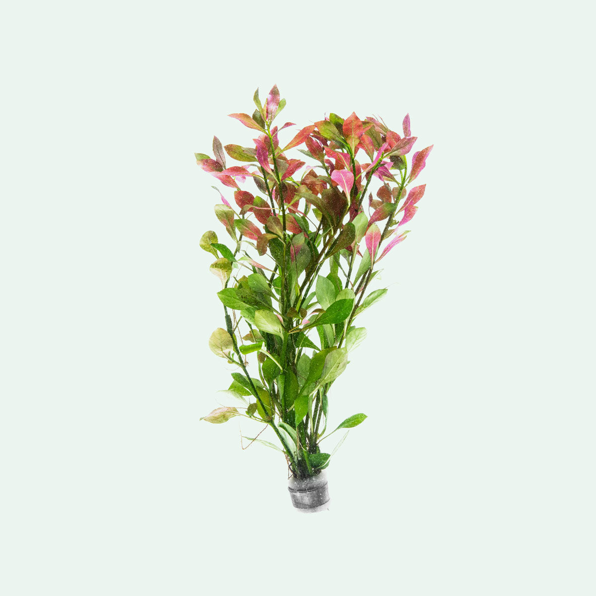 Ludwigia Repens Aquatic Plant for Freshwater Aquariums - Perfect for Aquascaping, Fish Tanks & Aquatic Decor