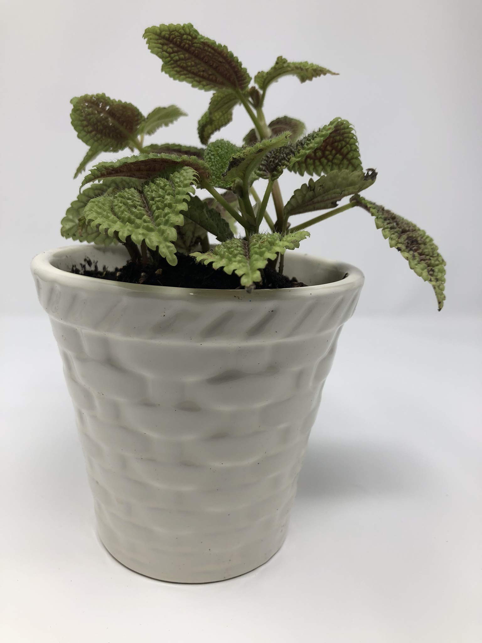 5 Inch Ceramic Planter - Modern Home Decor Flower Pot with Drainage Hole | Perfect for Indoor Plants, Succulents, and Office Desk Decor