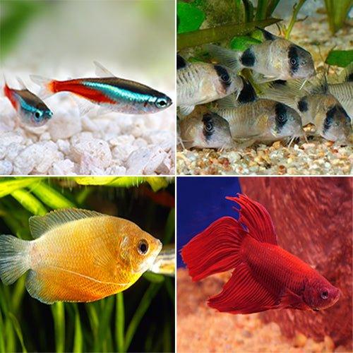 Tropical Fish Bundle - Tetra, Corydoras, Gourami & Male Betta Fish for Aquarium | Perfect for Community Tank Setup & Beginners