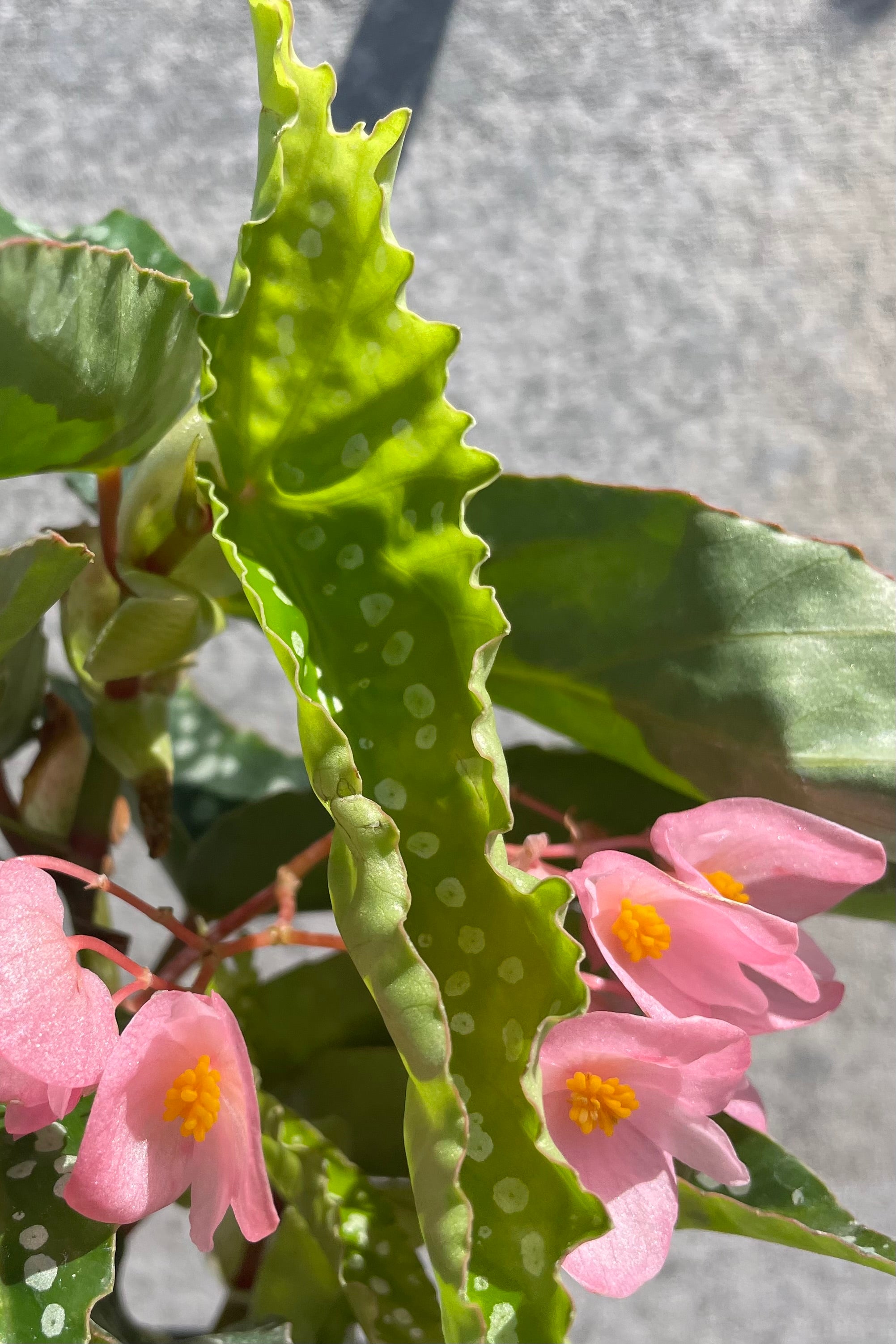 Begonia x 'My Special Angel' 4