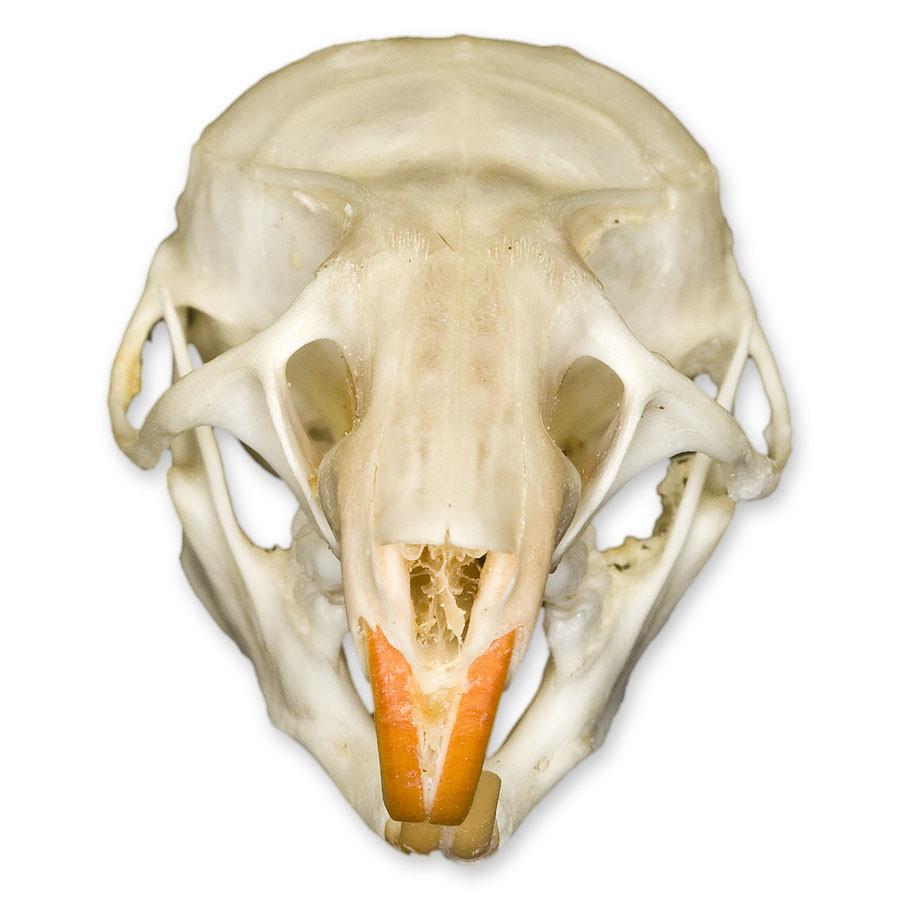 Authentic Rice Field Rat Skull - Real Animal Bone Specimen for Taxidermy, Oddity Collectors & Gothic Decor - Perfect for Halloween, Dark Academia & Curio Cabinets