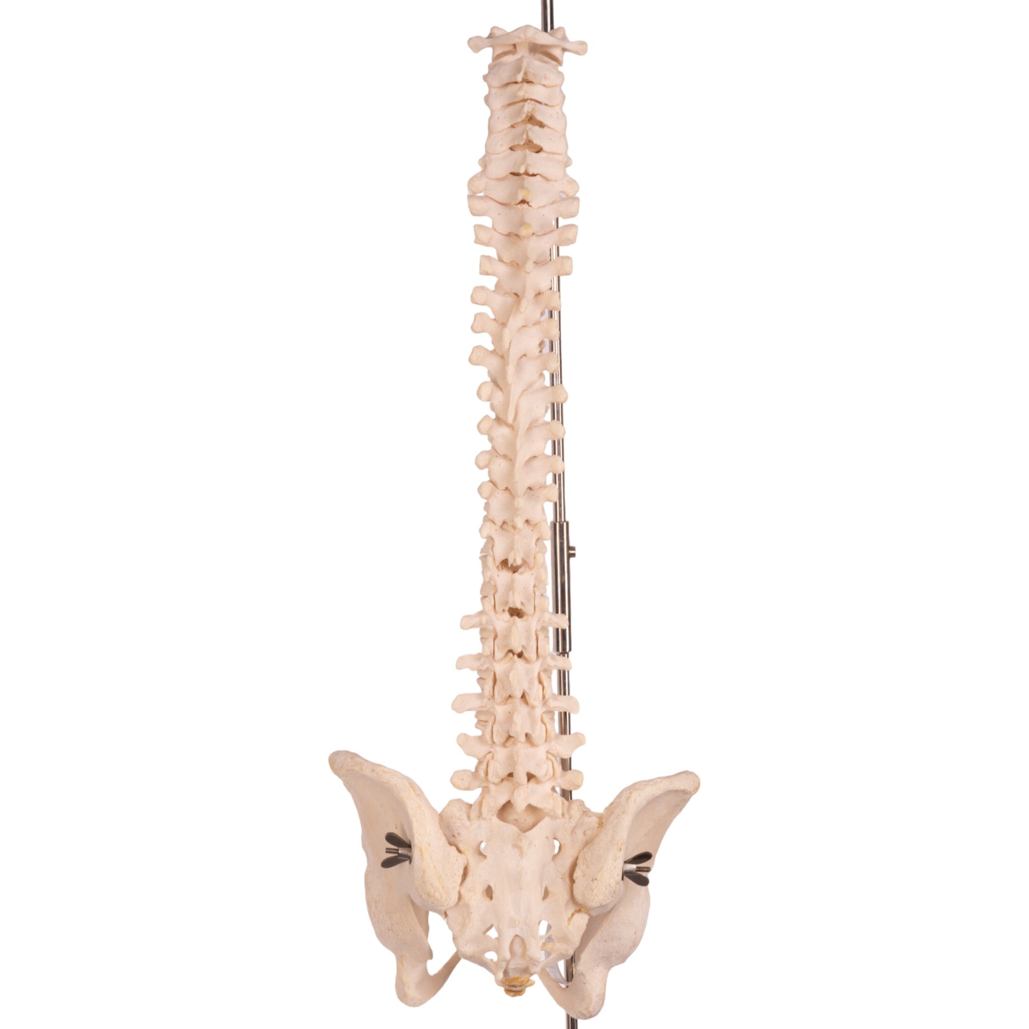 Authentic Human Spine, Sacrum & Pelvis Model - Medical Education, Anatomy Study & Chiropractic Training Tool