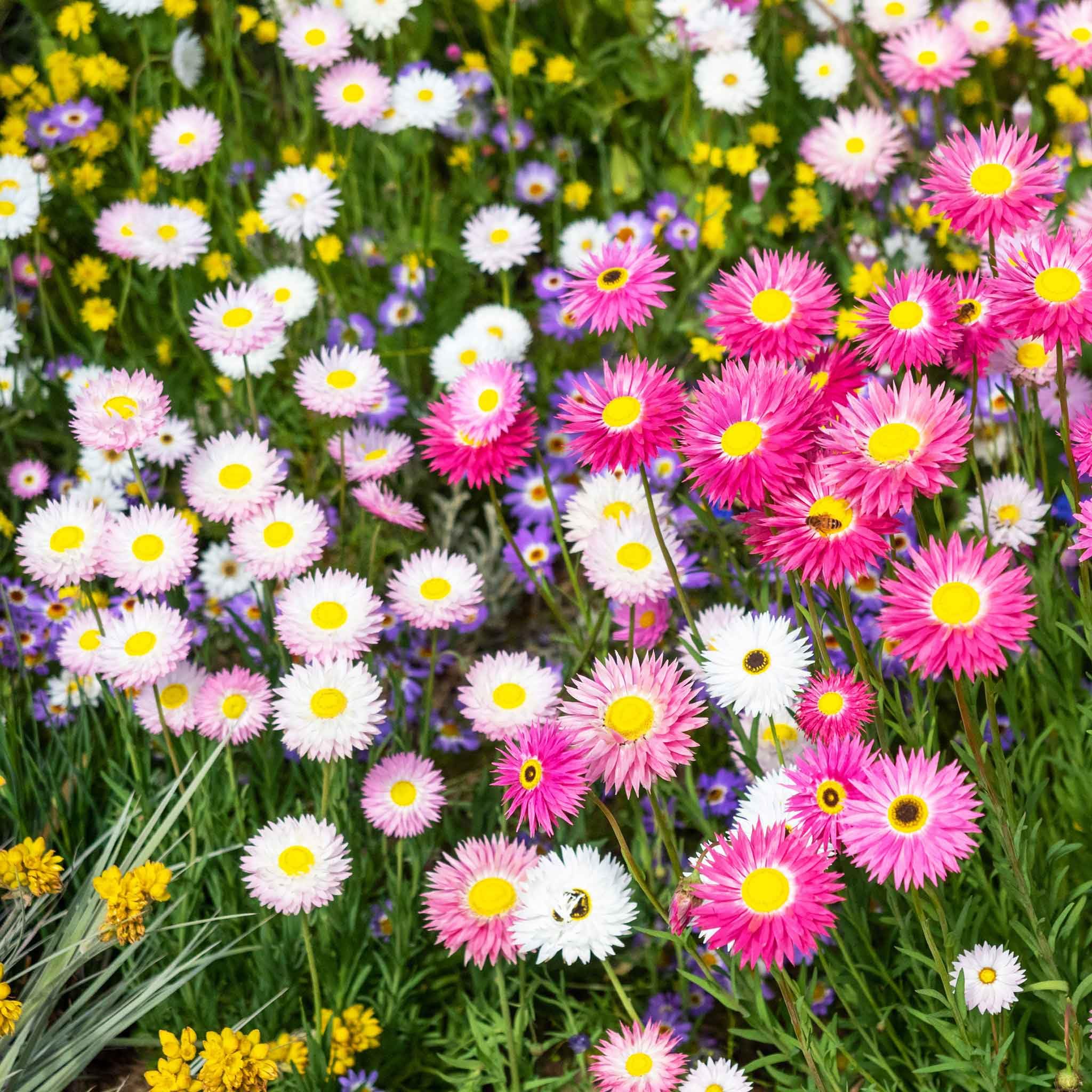 Eden Brothers Daisy Seeds (Paper) - Giant Flowered Mix for Planting | Beautiful Garden Flowers for Landscaping, Borders & Cut Flower Arrangements