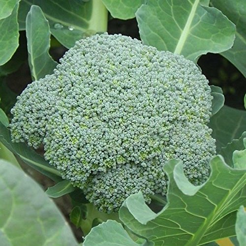 Gypsy F1 Hybrid Broccoli Seeds - 25 Count | High-Yield, Disease-Resistant Vegetable Seeds for Home Gardening | Perfect for Raised Beds, Container Planting & Organic Gardens