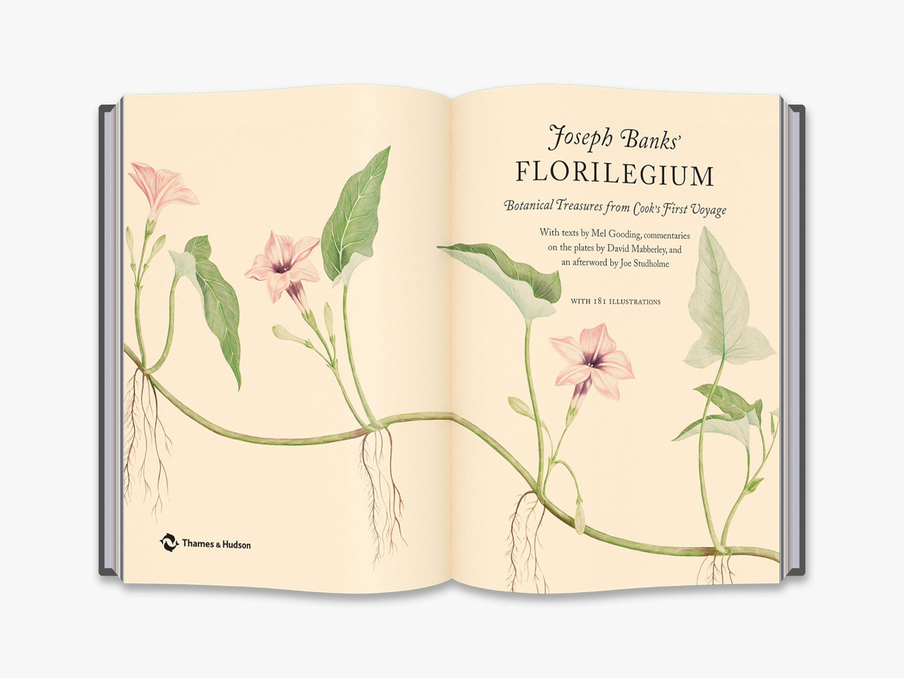 Joseph Banks' Florilegium - Botanical Art Prints | Vintage Flower Illustrations for Home Decor, Wall Art & Gifts | Perfect for Nature Lovers & Interior Design