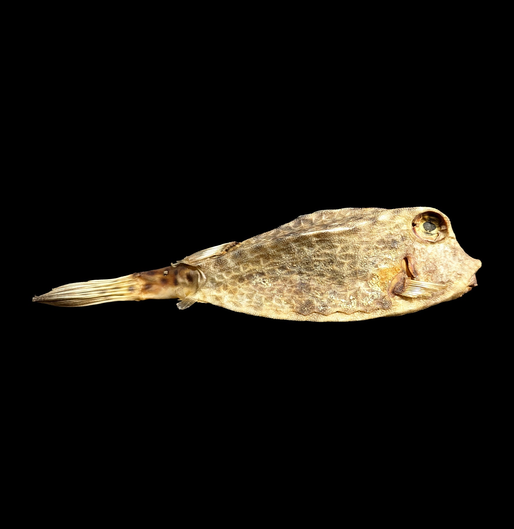 Realistic Taxidermy Cow Fish Mount - Handcrafted Wall Decor for Home, Office & Hunting Lodge | Perfect for Rustic Cabin, Man Cave & Fishing Enthusiasts