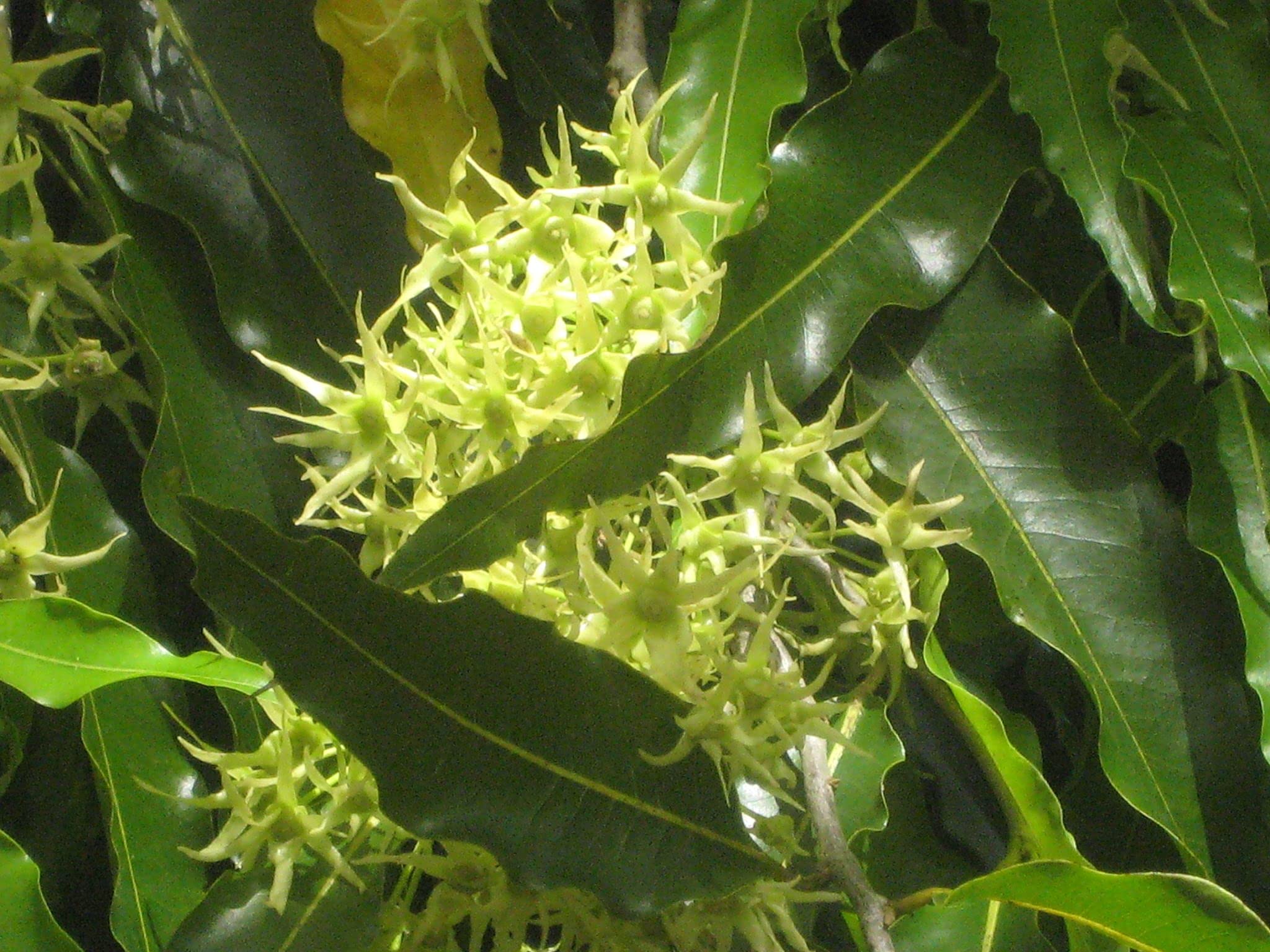 Polyalthia Longifolia (Mast Tree) - 5 Live Plants in 4 Inch Growers Pots - Extremely Rare Ornamental Trees for Landscaping, Indoor Decor & Tropical Gardens