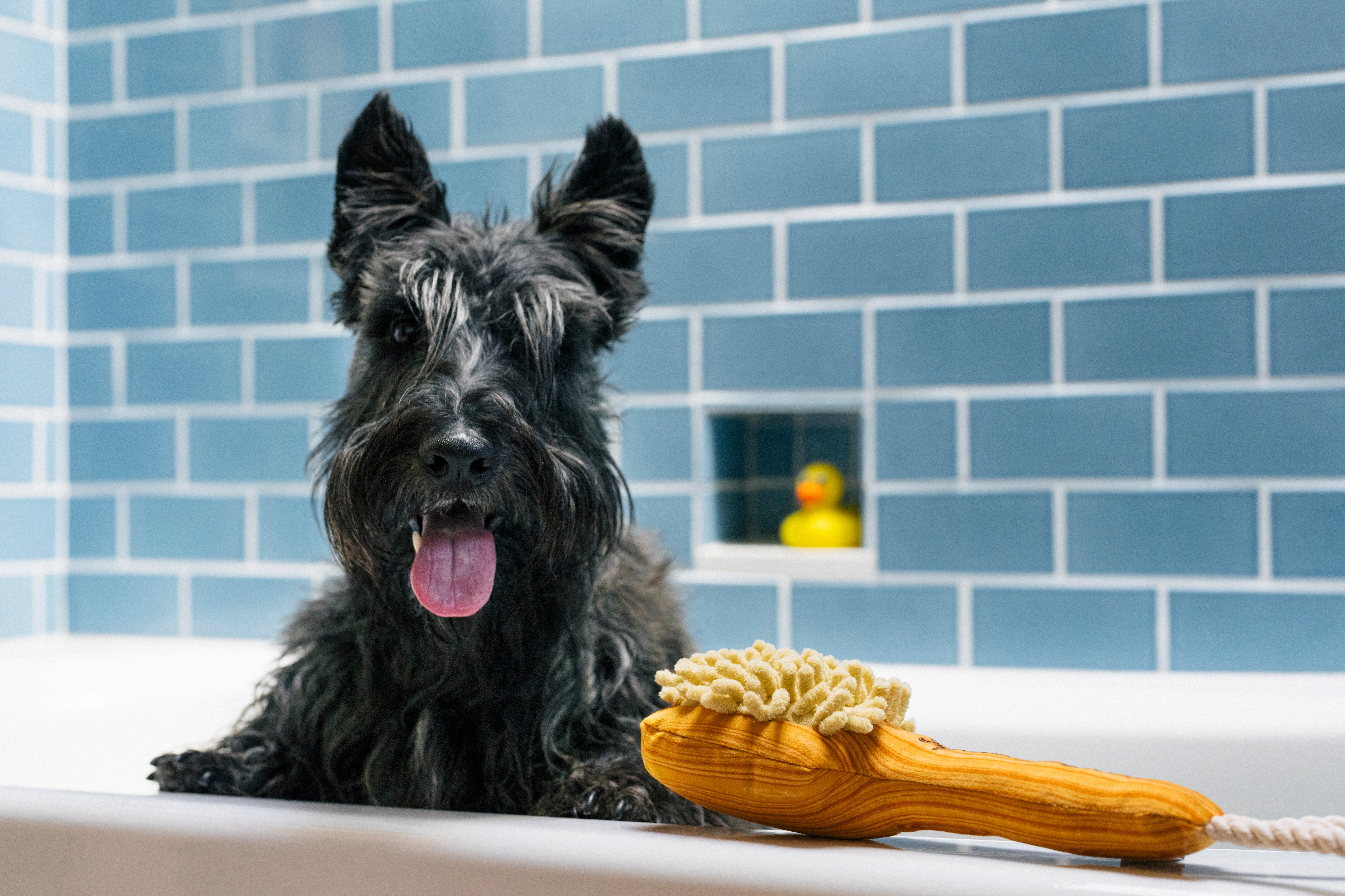 Splish Splash™ Dog Chew Toy - Plush Squeaky Barking Brush for Puppies & Small Dogs | Interactive Play, Teething Relief & Bath Time Fun | Pet P.L.A.Y.