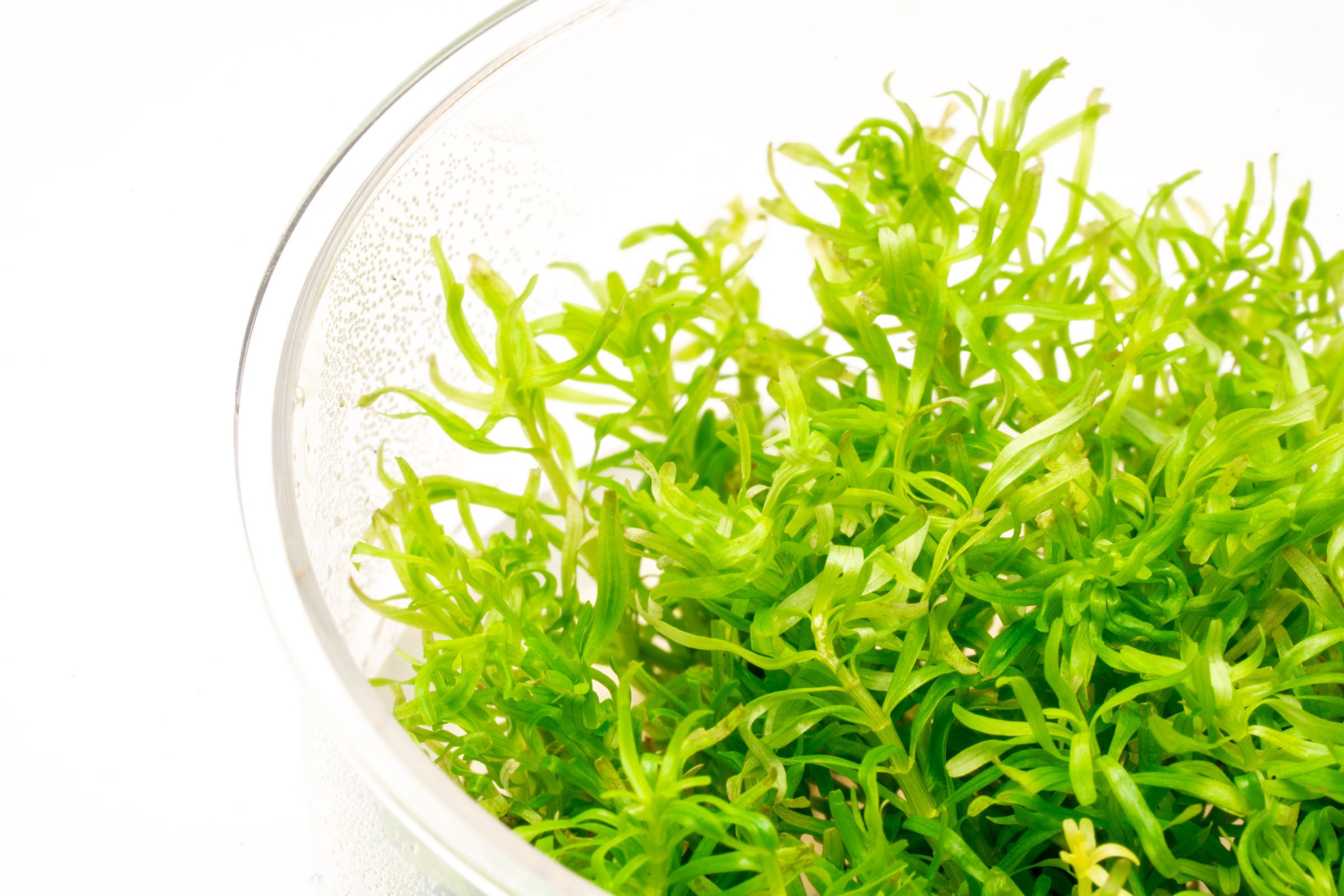 Rotala Nanjenshan Tissue Culture Live Aquarium Plant - Freshwater Aquatic Plants for Fish Tank Decoration | Perfect for Aquascaping, Nano Tanks & Planted Aquariums