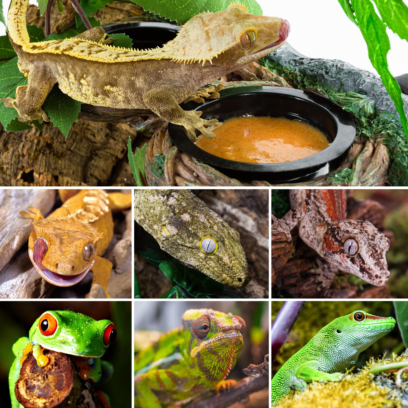 REPTI ZOO Magnetic Reptile Feeding Ledge - Gecko Feeder Ledge with 4 Cups, Hollow Vine Food Dish & Water Bowl for Bearded Dragon, Lizard, Snake - Terrarium Tank Accessories for Easy Feeding & Hydration in Reptile Habitats