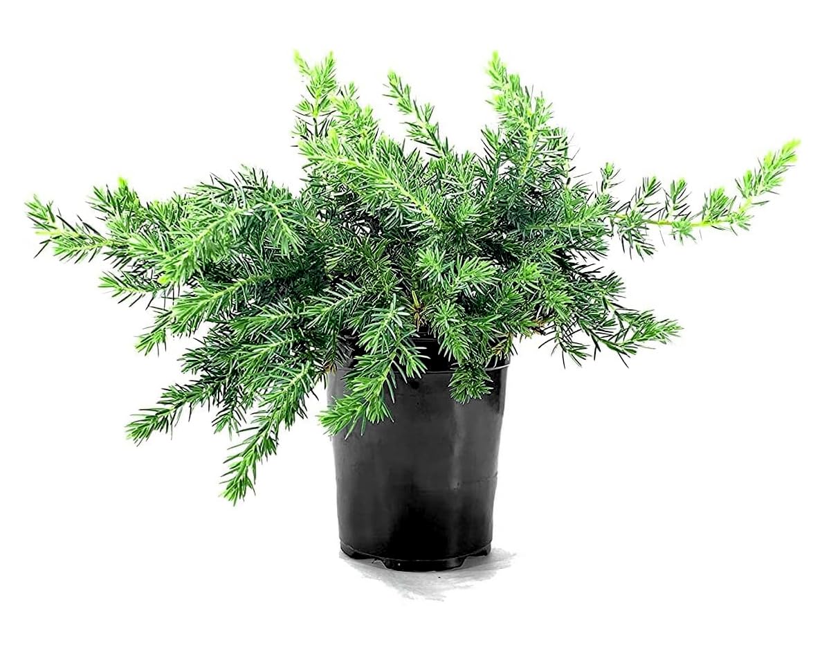 Blue Pacific Juniper (Juniperus conferta 'Blue Pacific') - 12 Live 4 Inch Pots, Drought-Tolerant Evergreen Ground Cover Plants for Landscaping, Rock Gardens & Coastal Areas