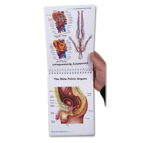 Blue Tree Publishing Male Reproductive System Anatomy Charts - Desk Flip Chart & Model for Medical Students, Doctors & Educators - Perfect for Classrooms, Clinics & Study Sessions
