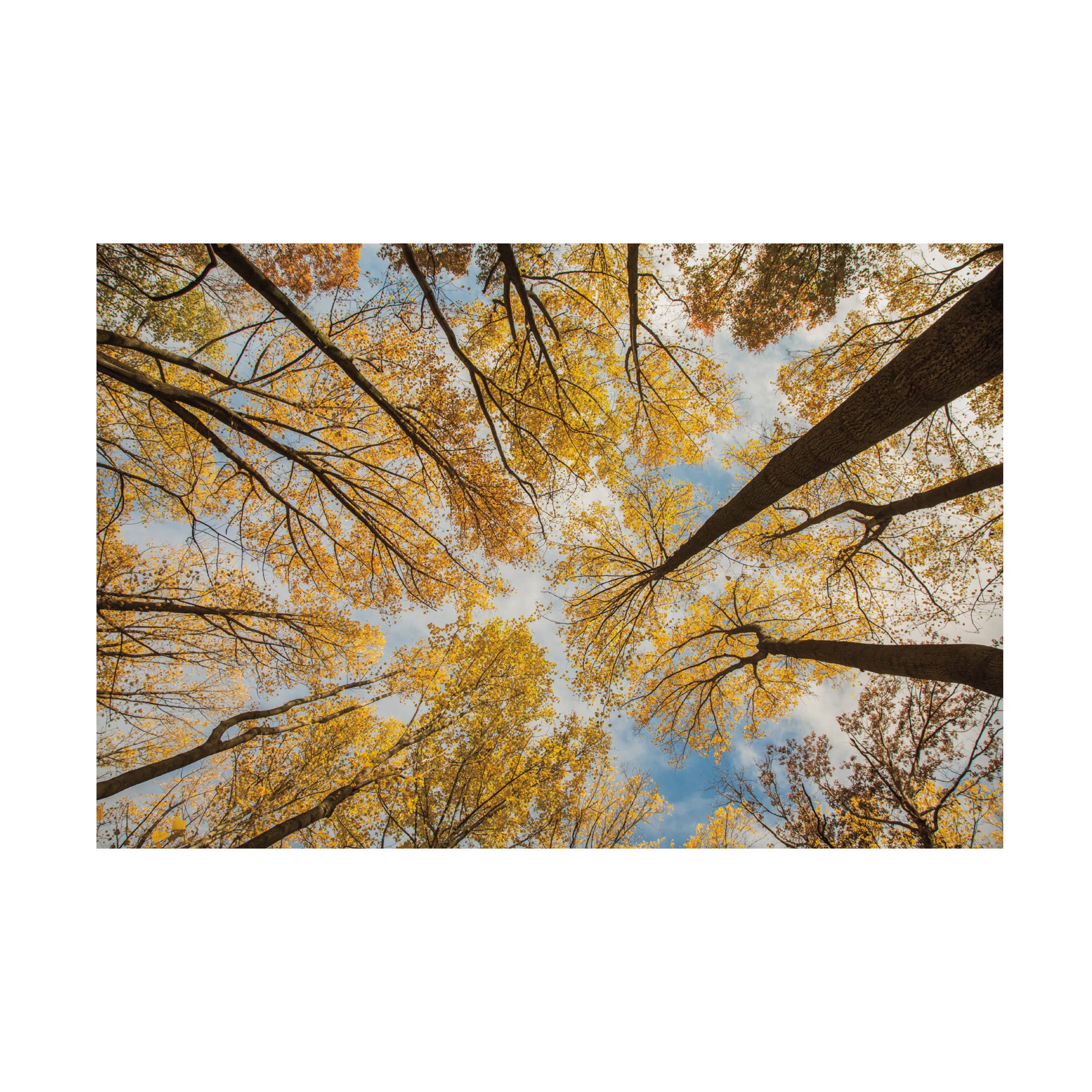 Trademark Fine Art 'Towering Trees III' Canvas Wall Art Print by Aledanda - Nature Landscape Decor for Living Room, Bedroom & Office