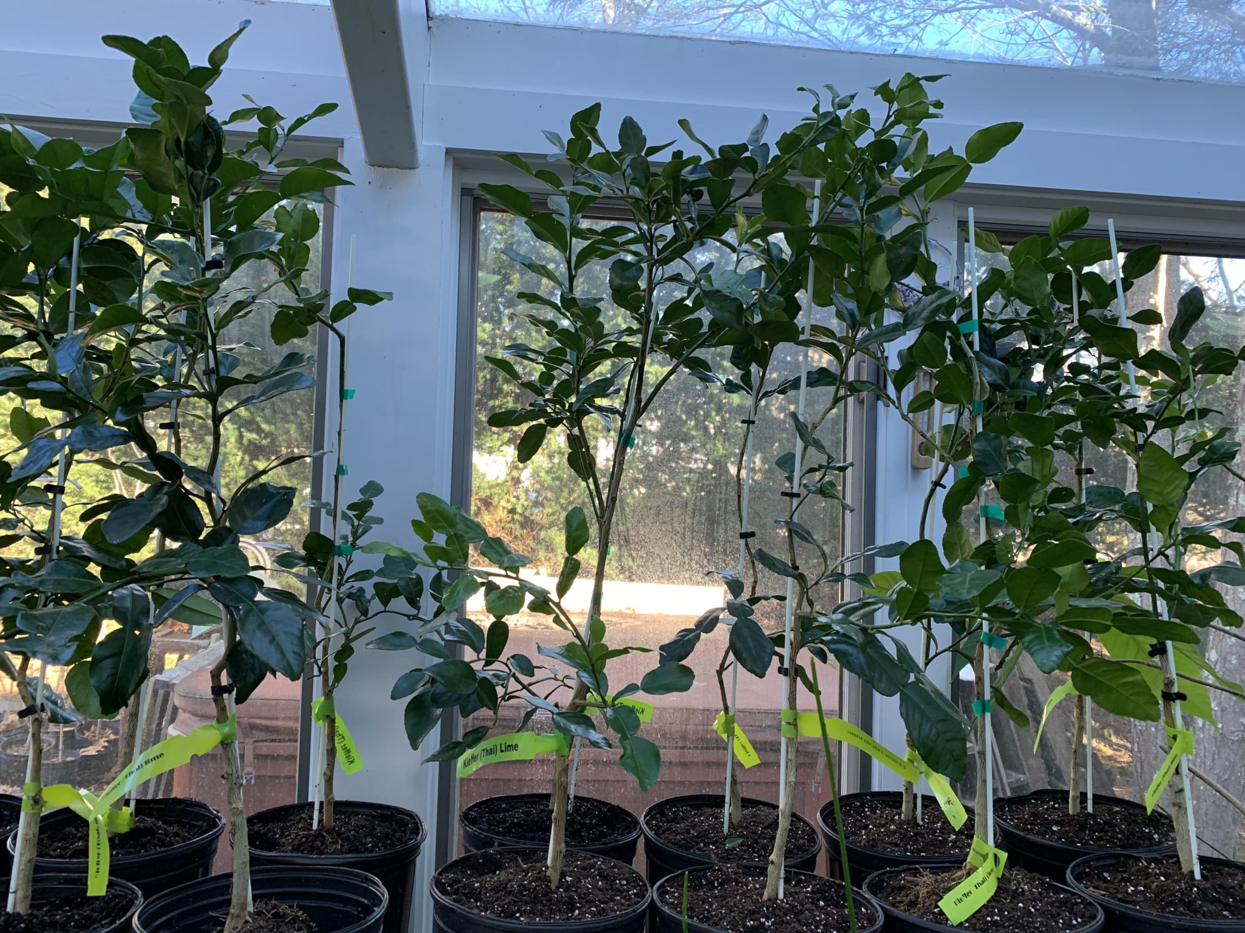 Grafted Semi-Dwarf Kaffir Lime Tree (Thai Makrut) - Fresh Citrus for Thai Cooking, Cocktails & Home Gardening