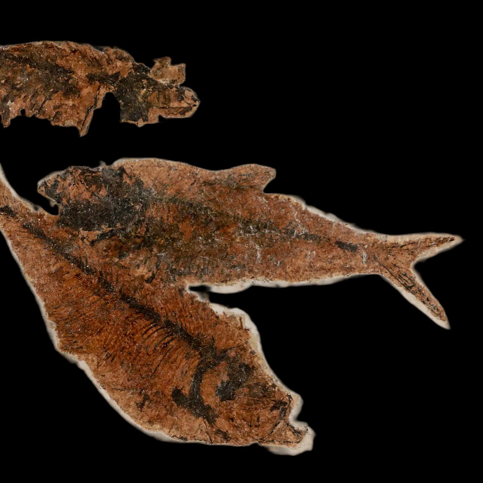 Two 2 Diplomystus Dentatus Fossil Fish Specimens from Green River Formation, Wyoming - Eocene Age with COA & Display Stand | Perfect for Paleontology Collectors & Natural History Displays