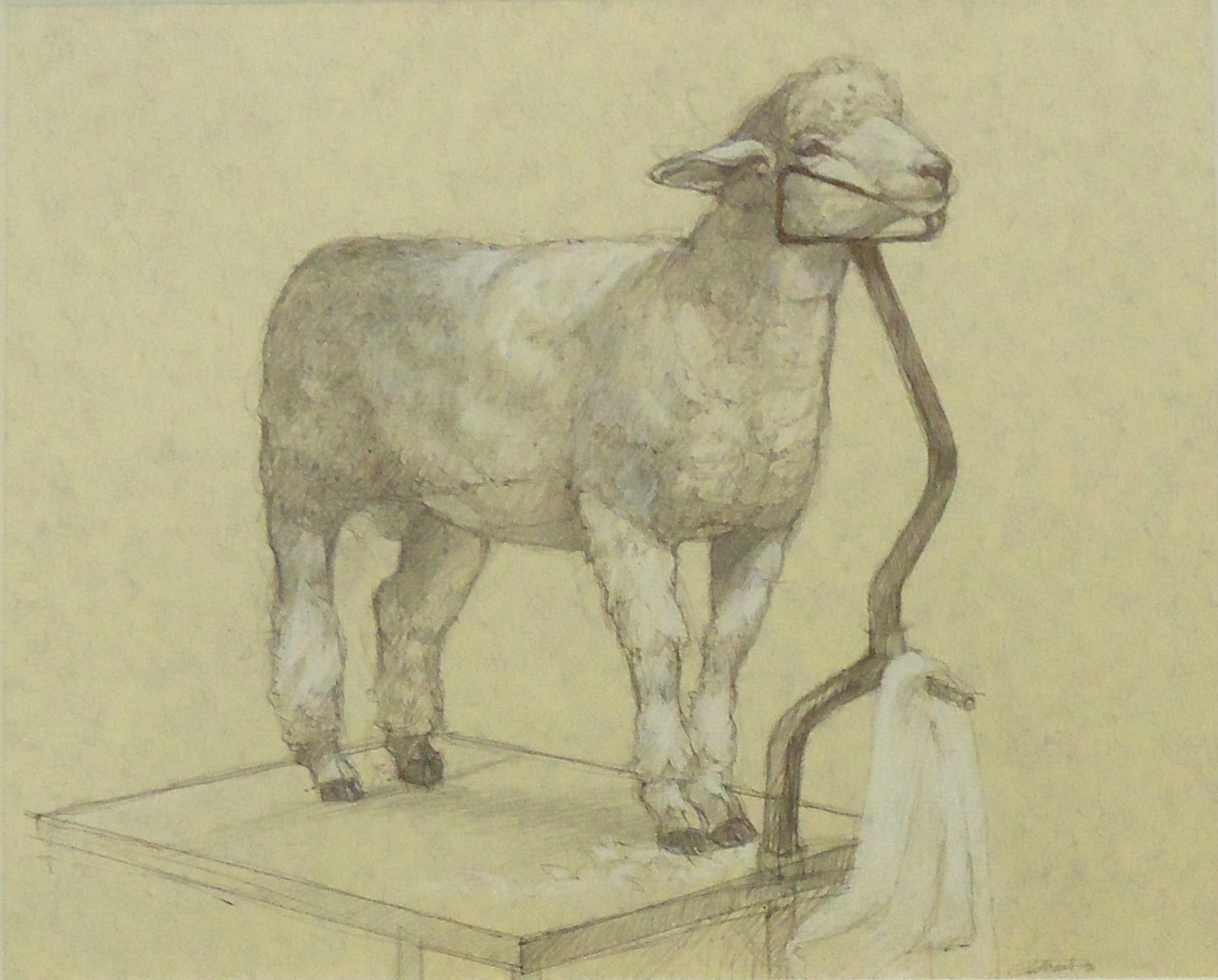 Patricia Traub: Premium Corriedale Sheep and Display Stand for Farm Shows & Fiber Arts | Perfect for Small Farms and Handspinning