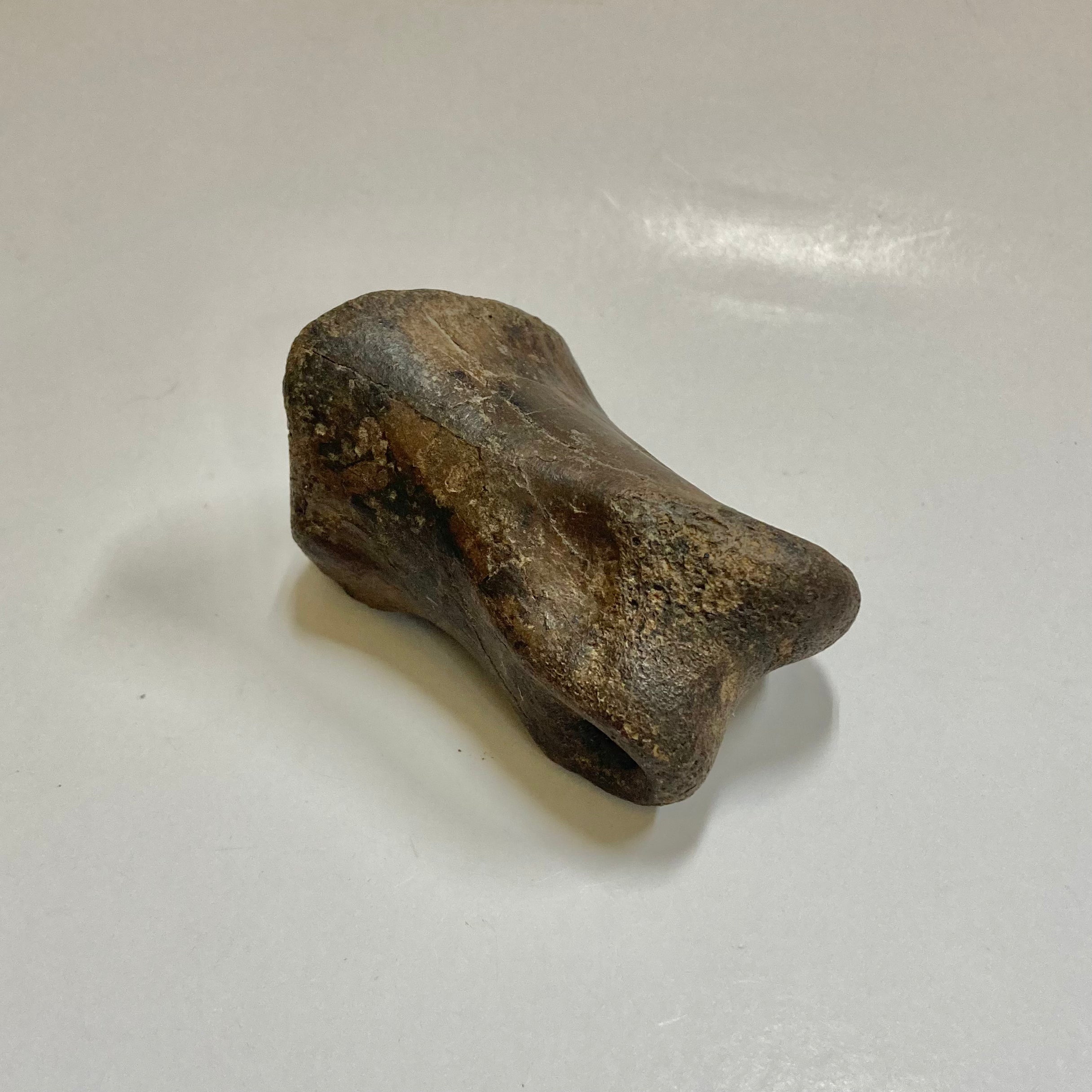 Authentic Ornithomimidae Dinosaur Finger Bone Fossil - Rare Collectible for Paleontology Enthusiasts & Science Education - Perfect for Display, Gifts, and Museum Exhibits