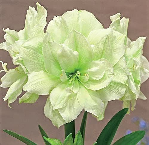Marilyn Amaryllis Bulb - Double Blooming Flowers, Large Fresh Live Bulbs for Home Garden, Indoor Planting, and Holiday Decorations
