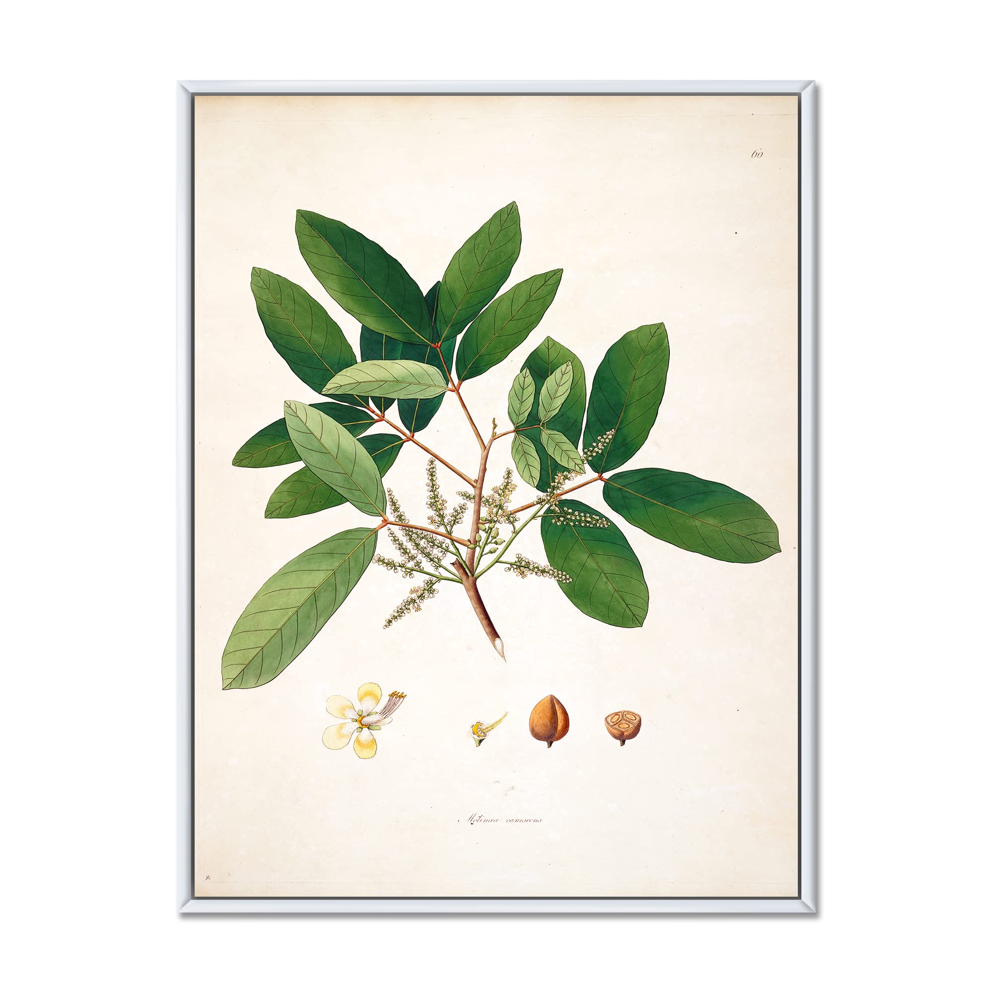 Traditional Greek House With Pink Flowers - Coastal Framed Canvas Wall Art Print for Living Room, Bedroom & Office Decor | Mediterranean Home Decor