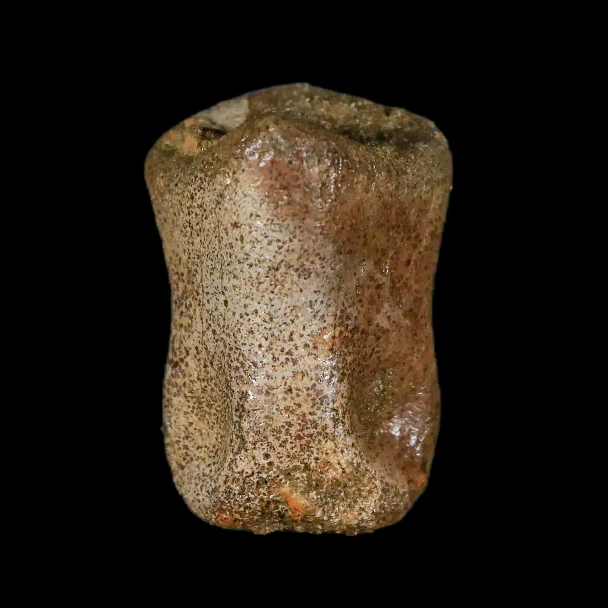 Authentic Thescelosaurus Dinosaur Fossil Toe Bone - Cretaceous Period - Lance Creek Formation, Wyoming - Includes COA - Perfect for Paleontology Enthusiasts & Fossil Collectors