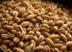Organic Hulled Barley - 5 lb Bulk Bag | Perfect for Soups, Stews & Healthy Grain Bowls