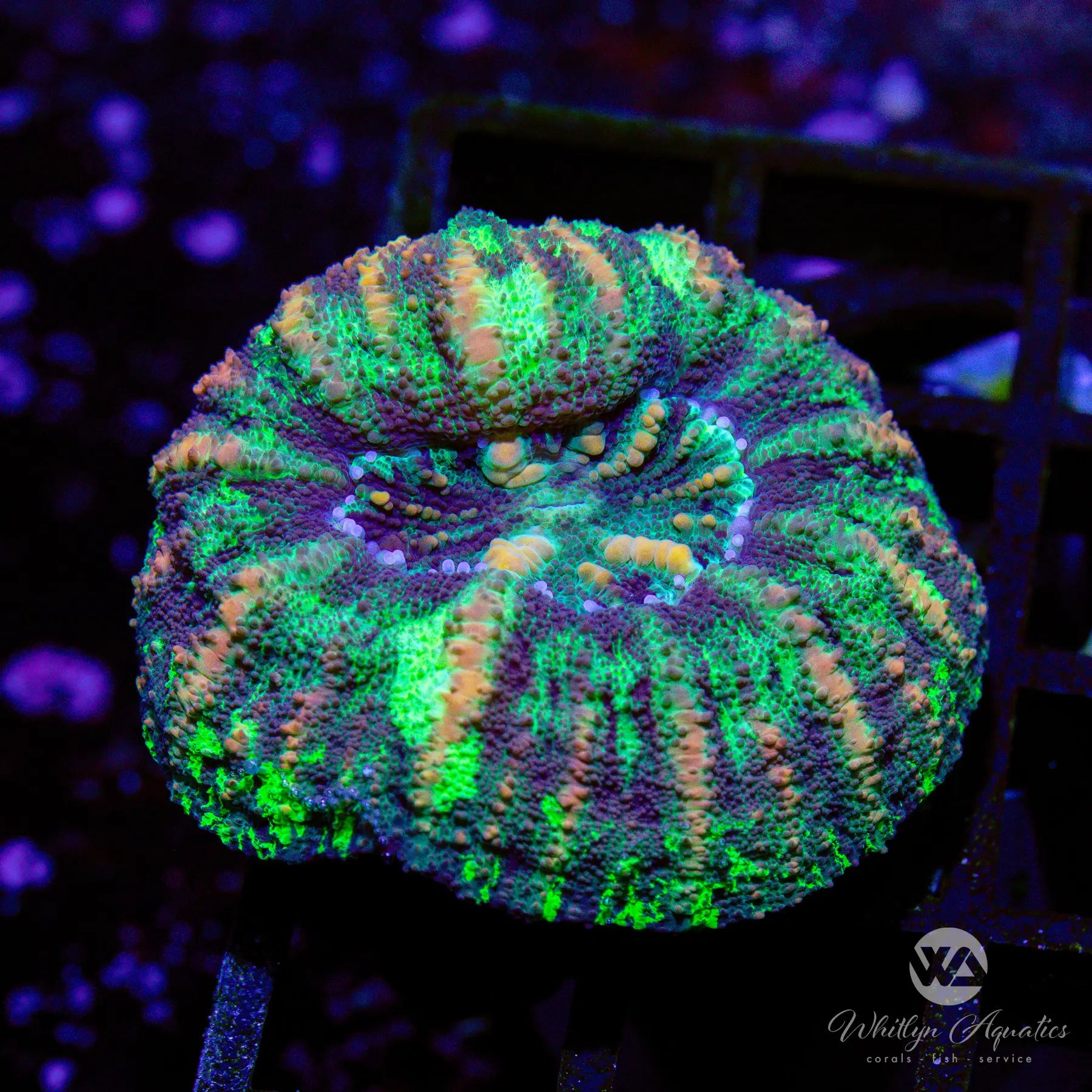 O4 WA Fireworks Button Scoly Coral - Premium Live Coral for Saltwater Aquariums | Perfect for Reef Tanks, Coral Propagation, and Marine Displays
