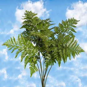 10 Bunches Fresh Cut Leatherleaf Greenery - Premium Leather Leaves for Floral Arrangements, Bouquets & Home Decor - Express Delivery - Perfect Fillers & Wedding Centerpieces