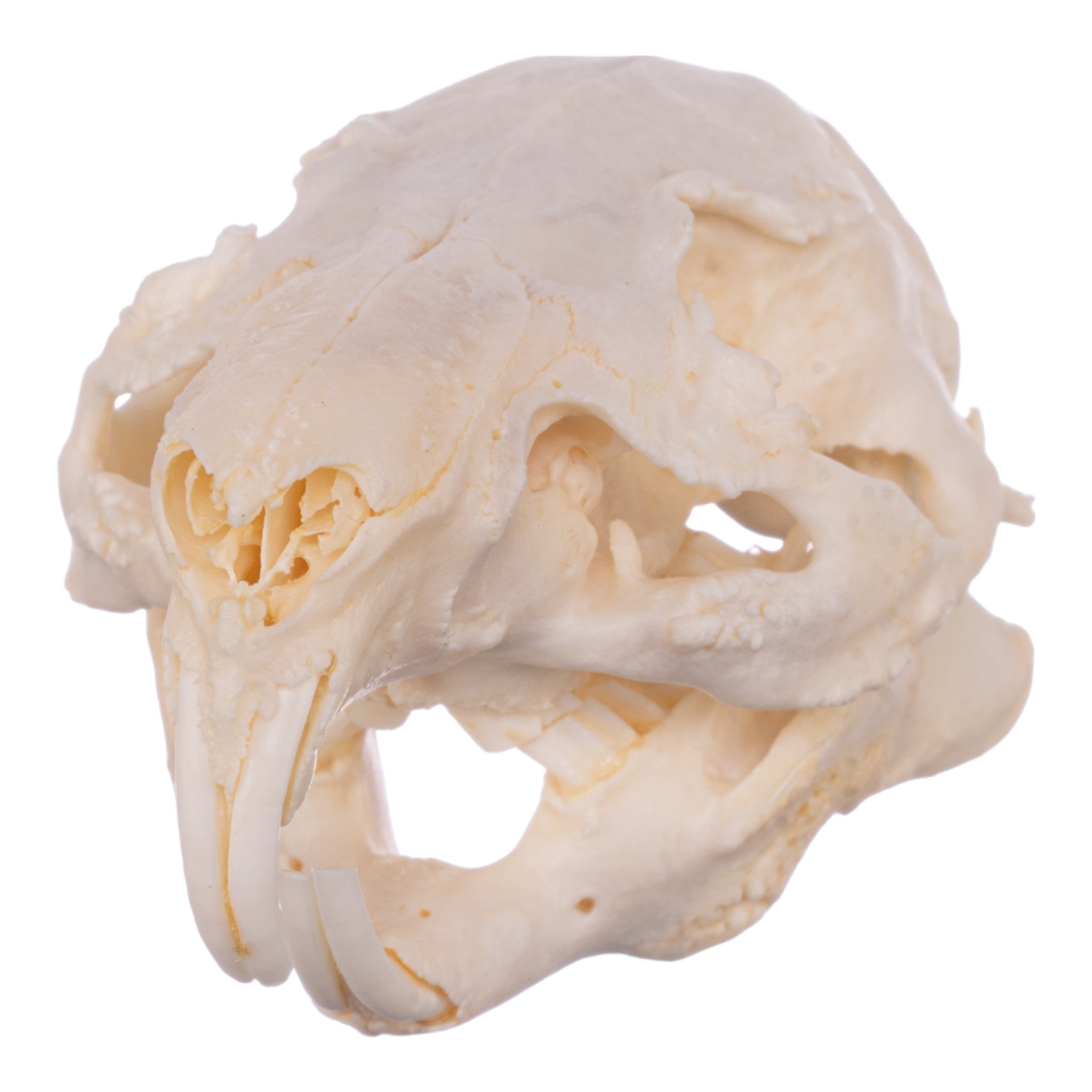 Real Guinea Pig Skeleton - Disarticulated Specimen for Science Education & Veterinary Study | Perfect for Biology Classrooms, Research Labs & Medical Training