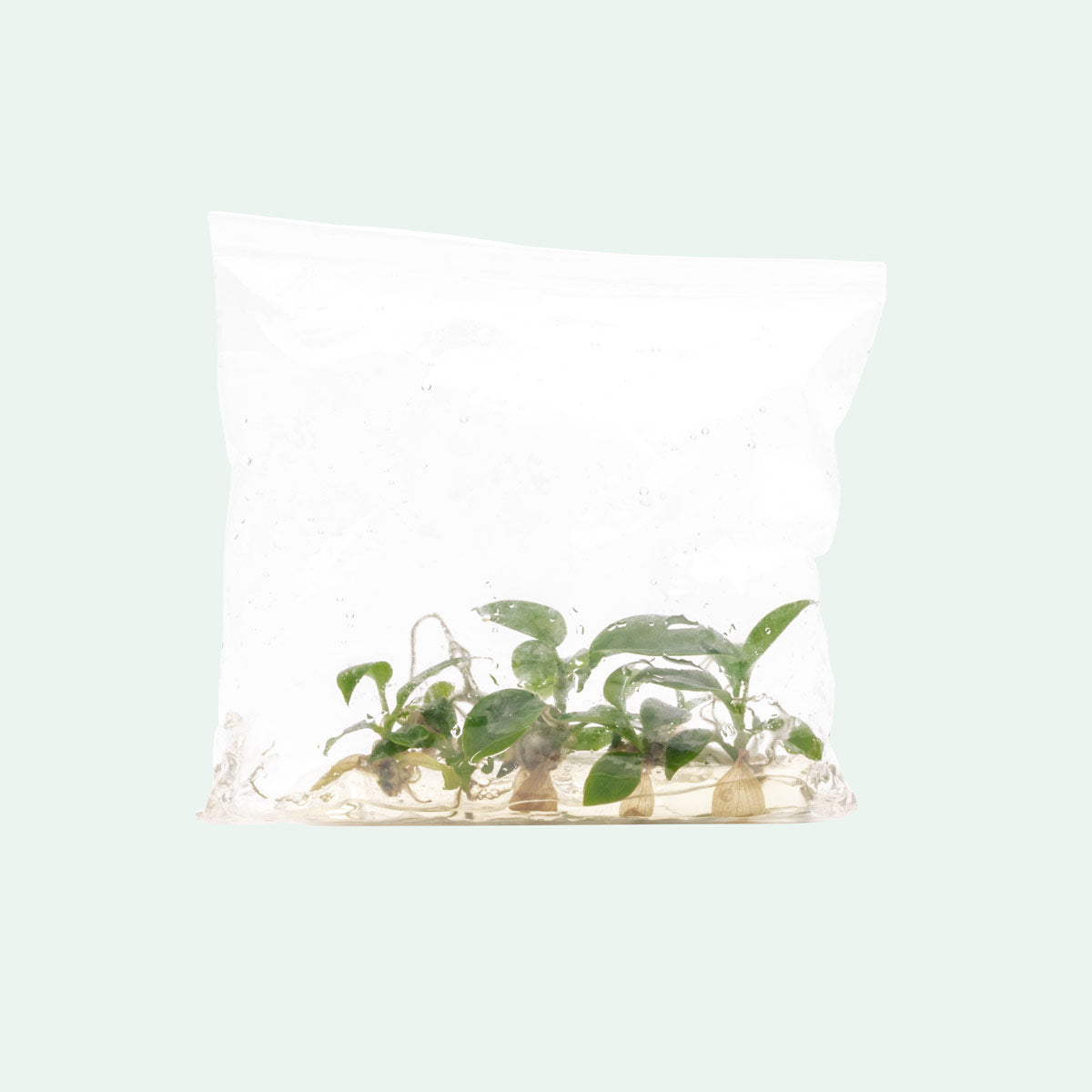 Philodendron Florida Beauty - Rare Variegated Houseplant for Indoor Decor | Perfect for Home, Office & Gift