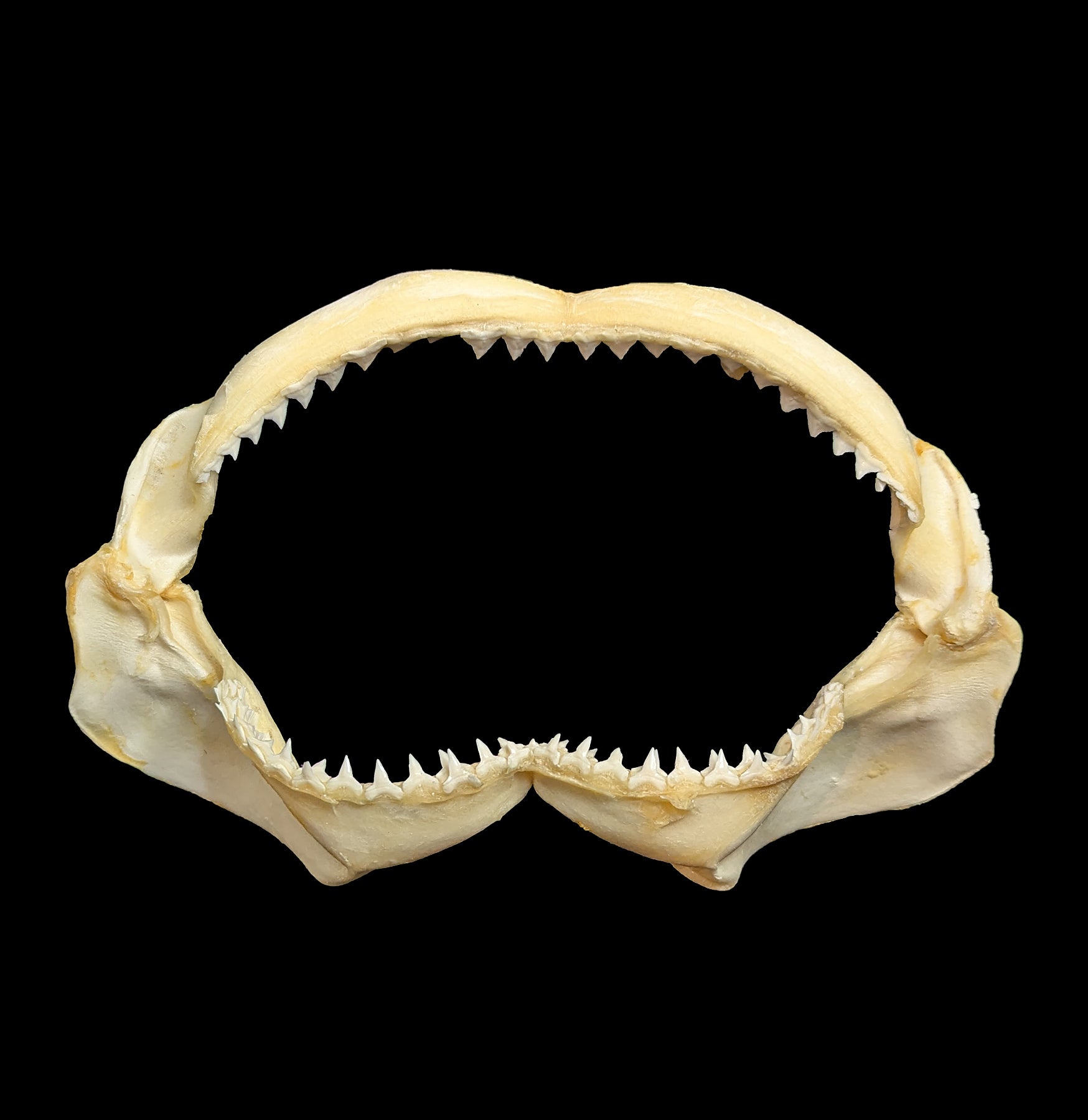 Authentic Bull Shark Jaw - Real Shark Teeth for Collectors, Home Decor, and Educational Use | Perfect for Marine Biology Enthusiasts and Unique Gift Ideas
