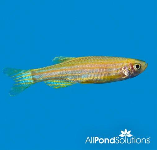Golden Zebra Danio Fish - Live Freshwater Aquarium Fish for Tanks & Ponds | Perfect for Community Aquariums & Beginner Fish Keepers