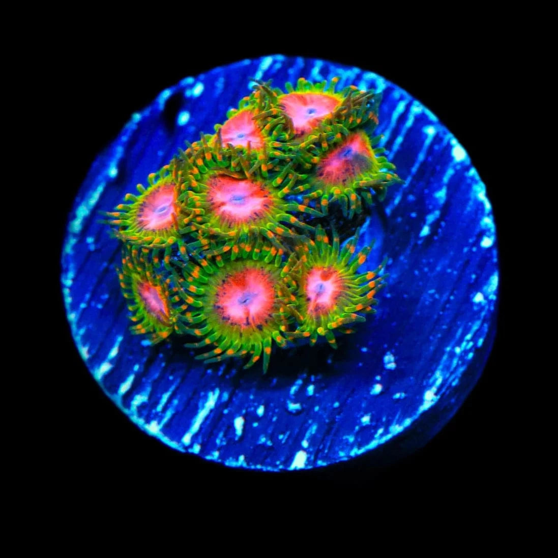 Premium Zoanthids Coral for Saltwater Aquariums - Vibrant Awesome Blossom Polyps for Reef Tanks & Marine Displays