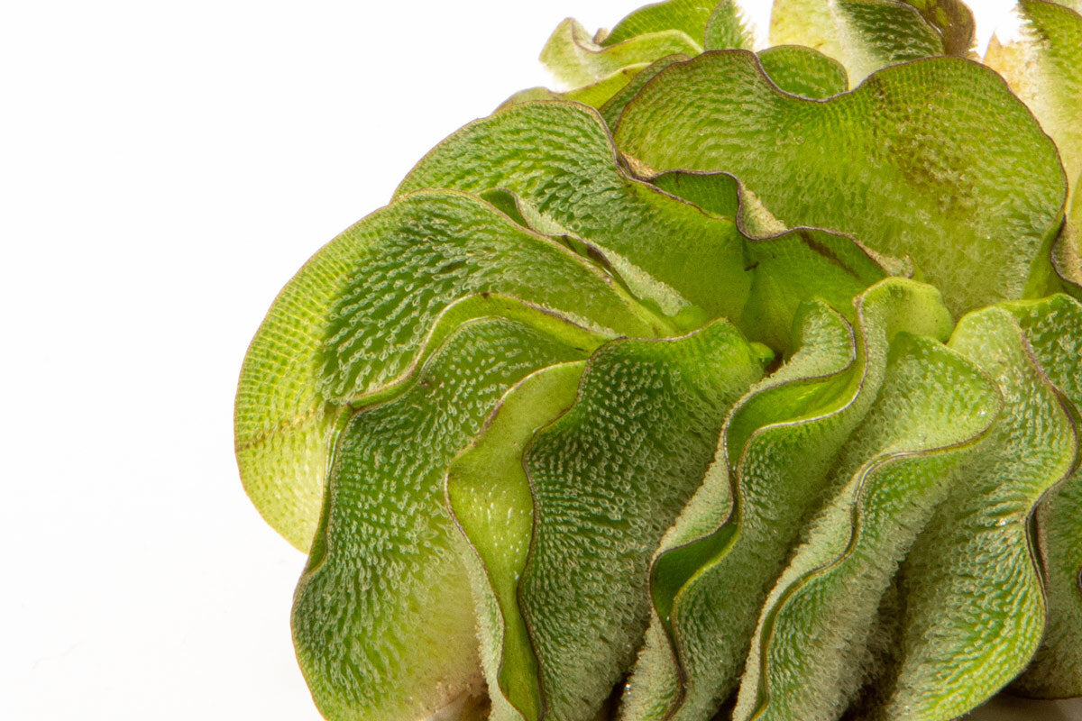 Salvinia Natans Floating Aquatic Plant for Ponds & Aquariums | Live Water Spangles for Natural Filtration & Fish Habitat