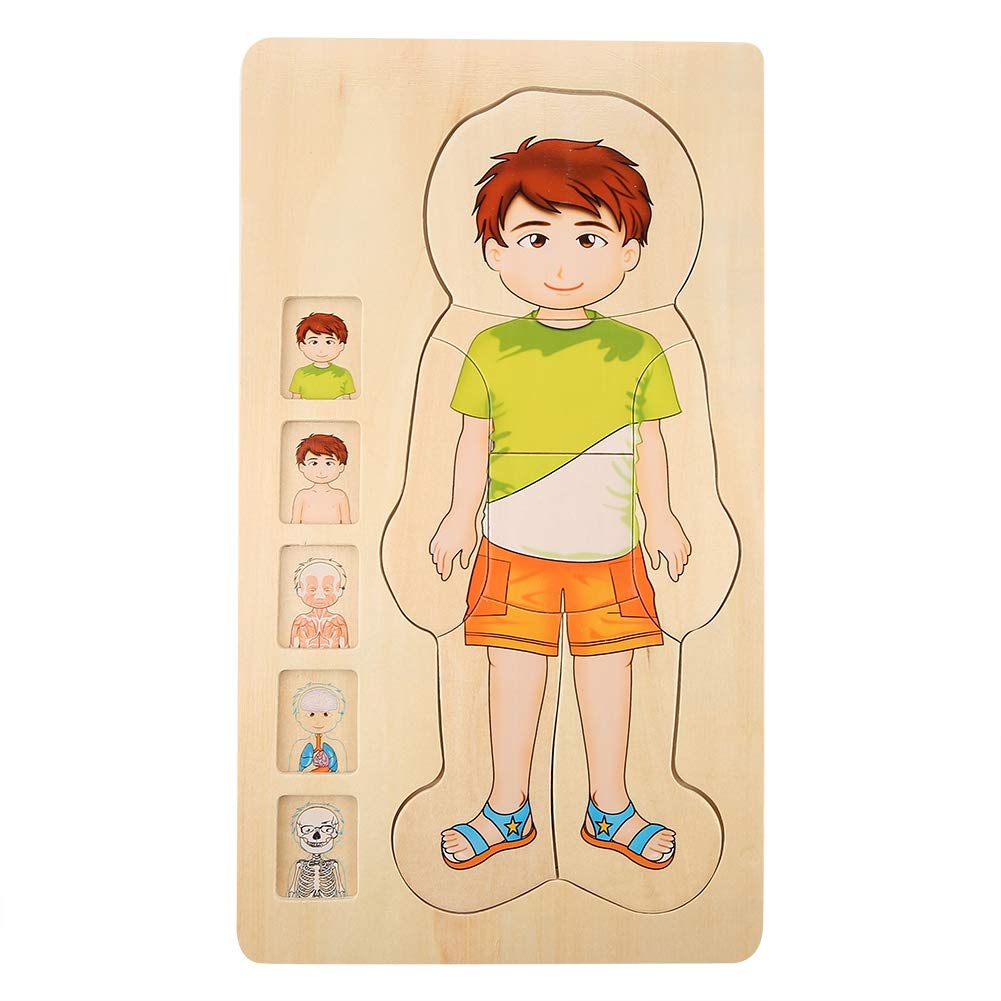 Wooden Multilayer Human Body Structure Building Blocks - STEM Educational Toy for Kids, Boys & Girls - Durable Anatomy Learning Puzzle for Classroom & Homeschool Science Activities