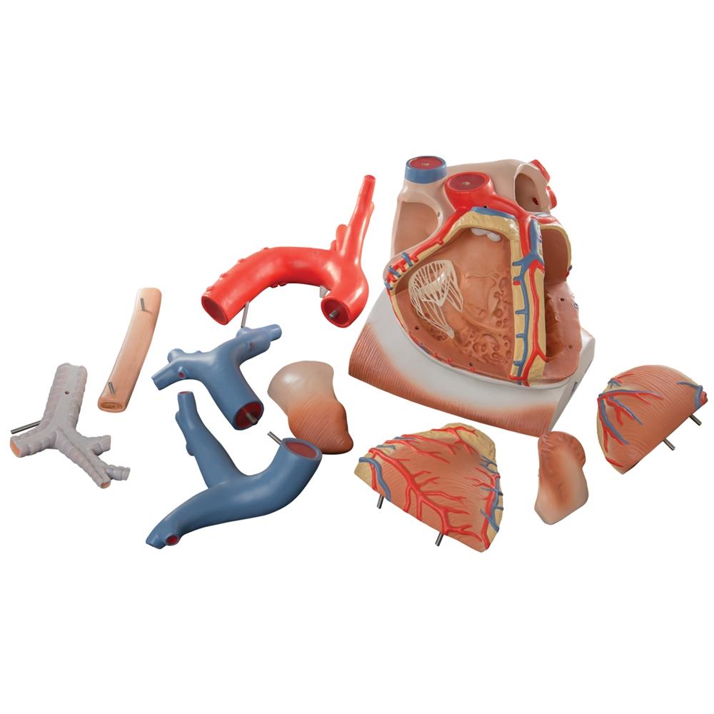 Giant 3X Life Size Human Heart Model with Diaphragm - 10-Part Anatomy Educational Tool for Medical Students & Classroom Demonstrations