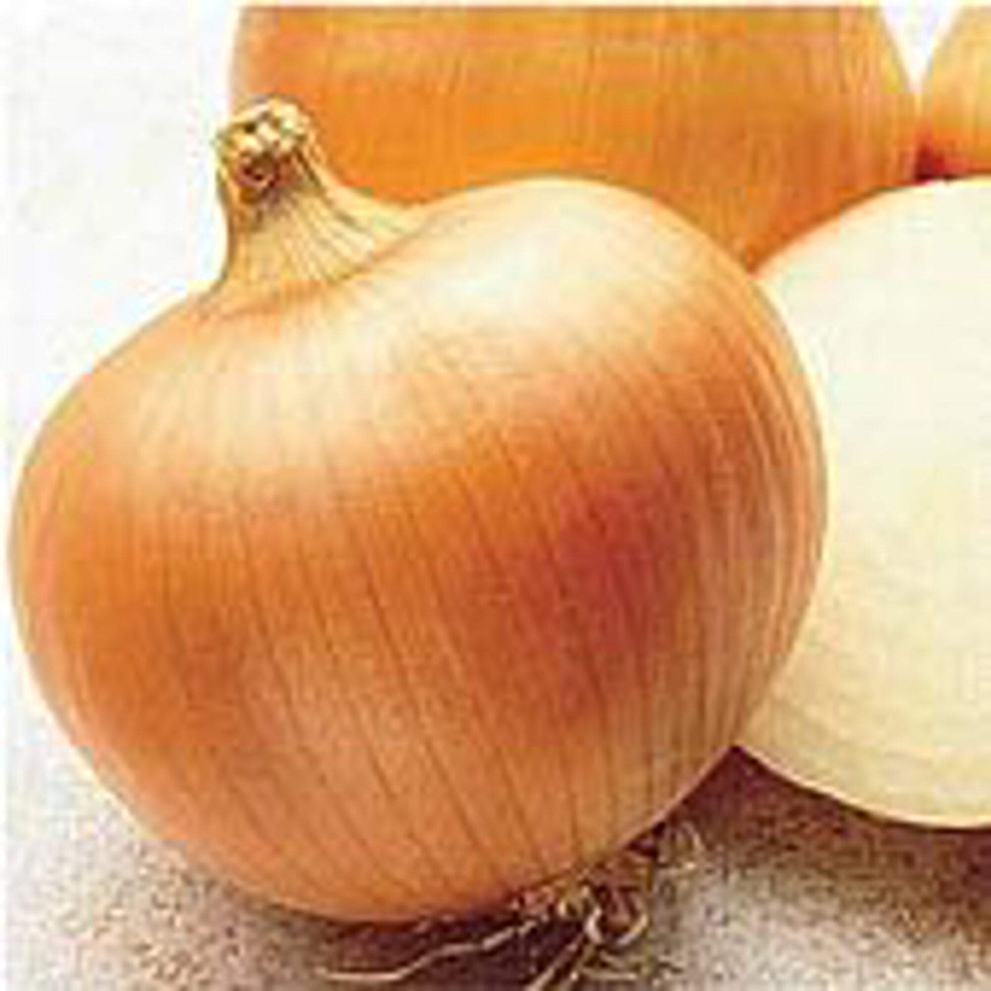 Yellow Sweet Spanish Onion Seeds (25+ Seeds) - Non-GMO, High Germination Rate - Perfect for Home Gardening, Cooking & Fresh Salads