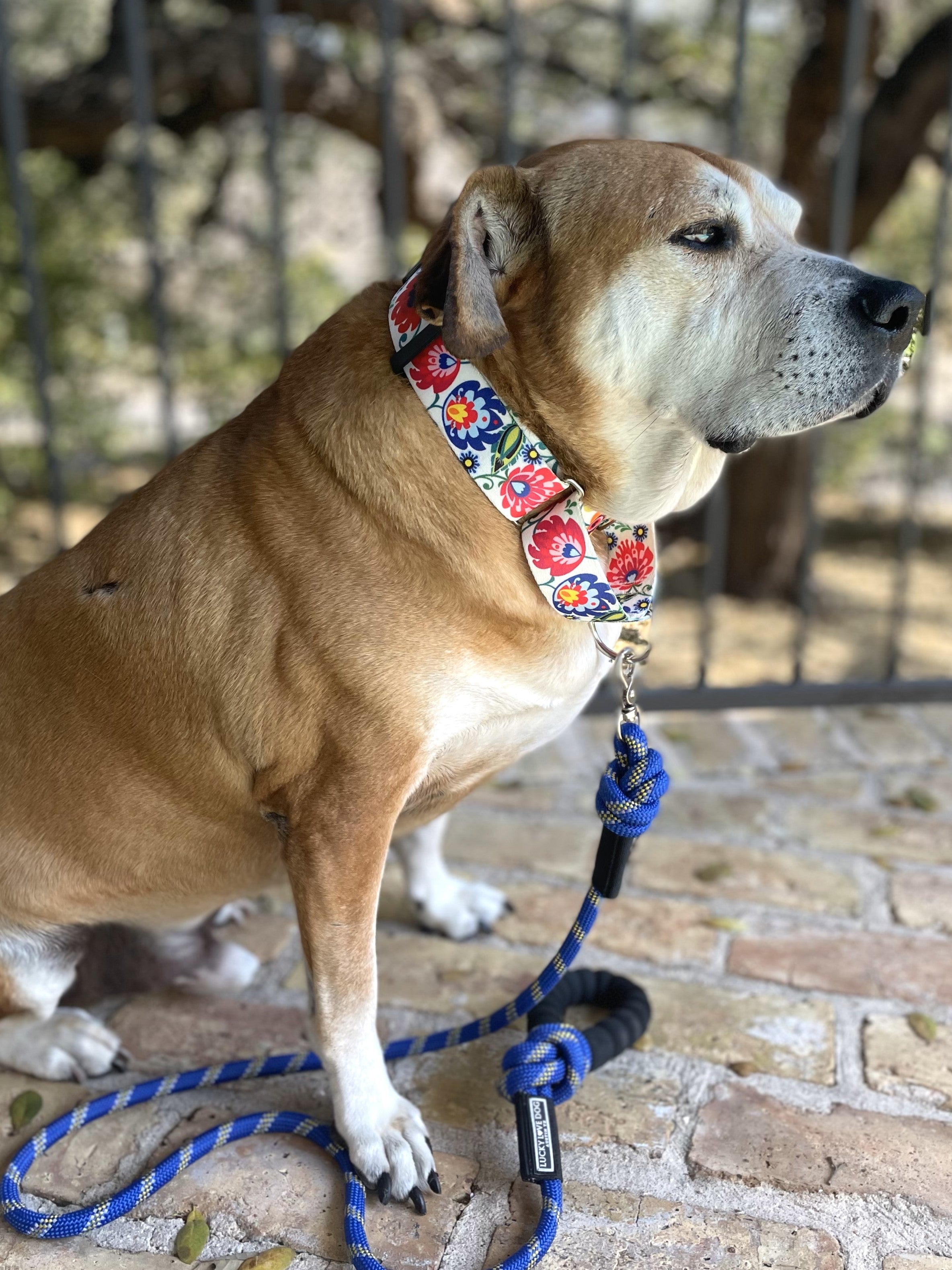 WIDE Ladybird Collar - Stylish Pet Dog Cat Collar with Adjustable Buckle, Cute Ladybug Design for Small Medium Pets - Perfect for Walks, Training & Fashion Accessories