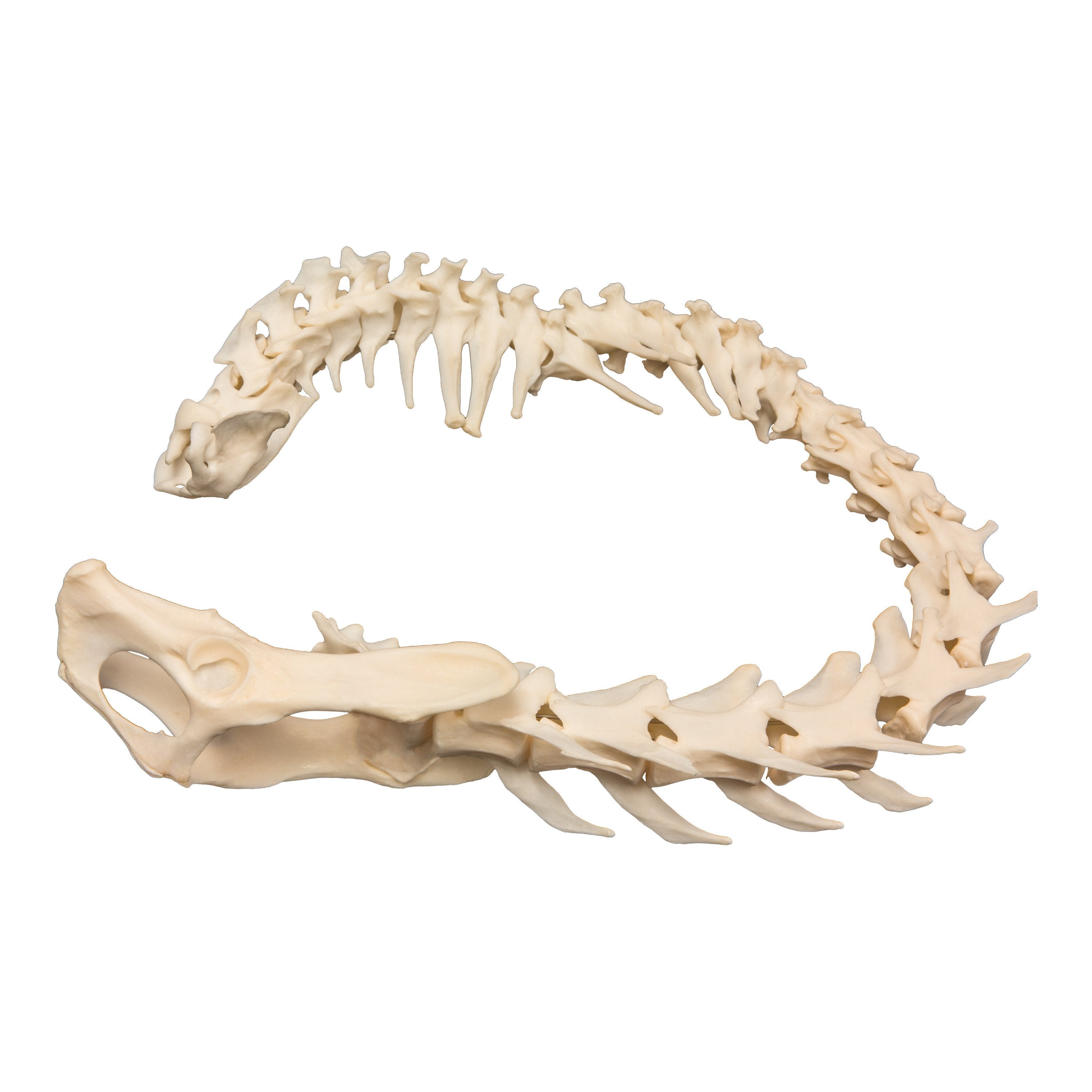Real Domestic Cat Spine with Sacrum and Pelvis - Veterinary Anatomy Specimen for Educational Study & Medical Research
