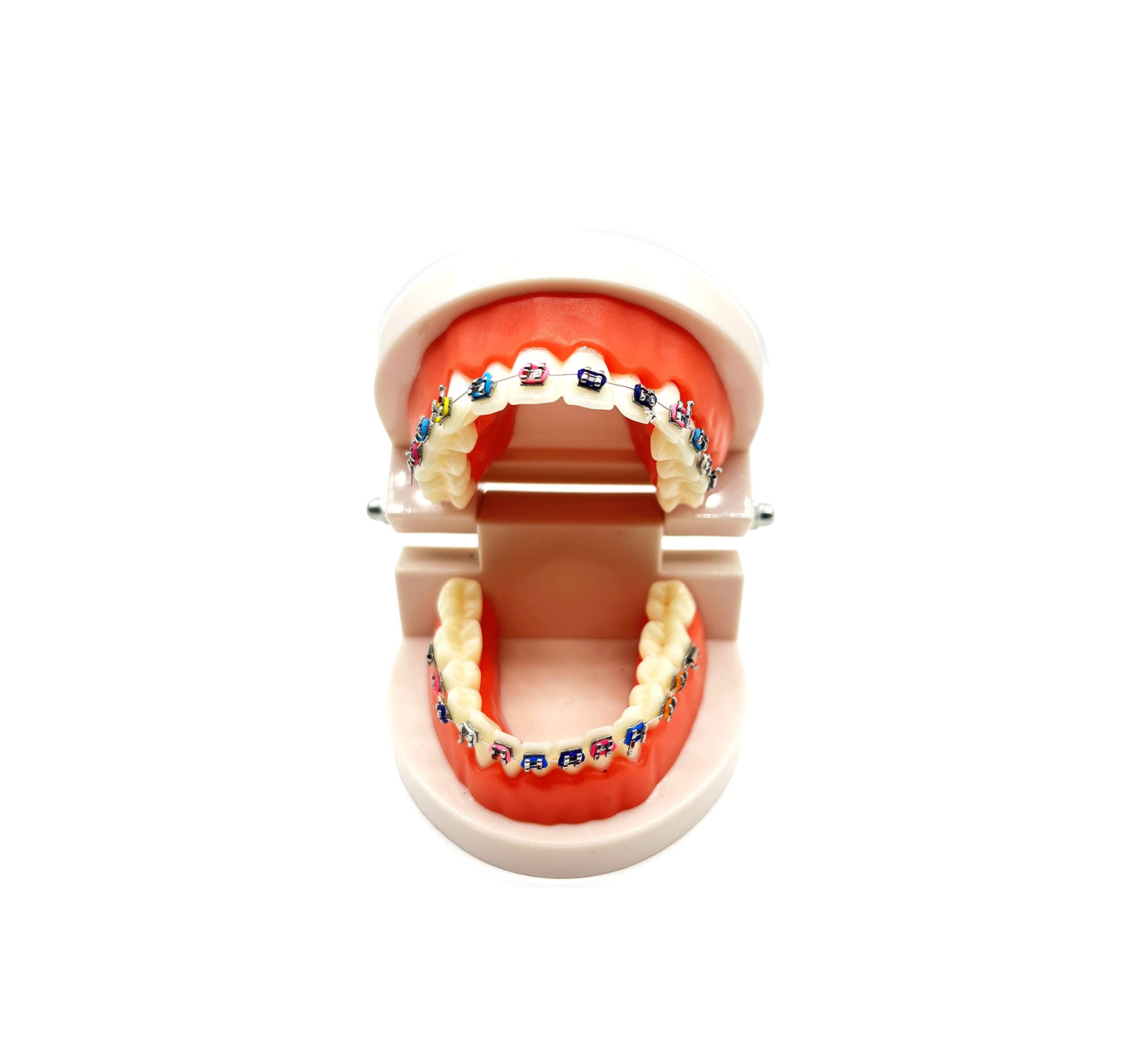 Orthodontic Dental Demonstration Model with Metal Brackets & Arch Wire - Standard Teeth Model for Braces Training & Education - Perfect for Dentists, Students & Orthodontic Practices