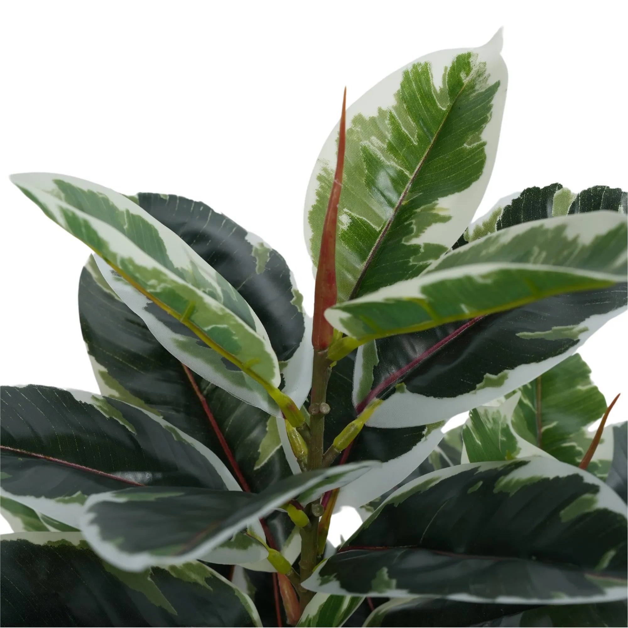Artificial Bushy Dense Variegated Ficus Tree (Rubber Tree) 50cm - Indoor Decorative Plant for Home Office Living Room Decor - Perfect for Housewarming Gifts & Interior Design