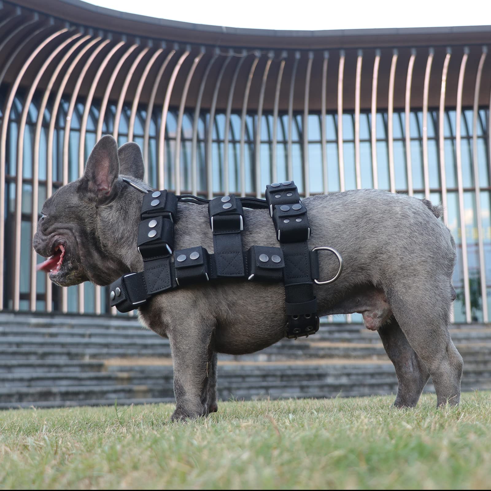 Adjustable Weighted Dog Vest Harness for Small, Medium & Large Breeds - No Pull Tactical Harness with Pockets for Pit Bulls | Weight Loss, Exercise, Walking & Muscle Training | Perfect for Outdoor Adventures, Training Sessions & Daily Walks