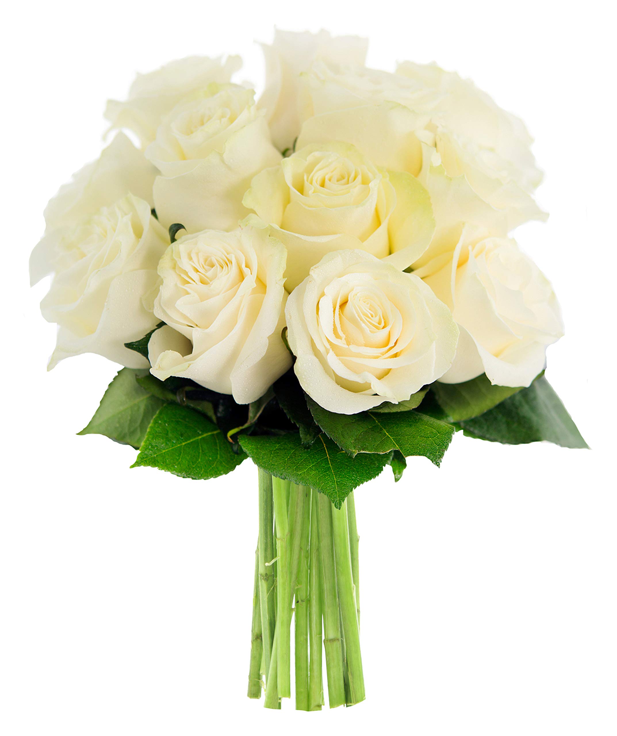 Fresh White Roses Bouquet of 12 Stems - Same Day Delivery for Birthday, Anniversary, Valentine's Day, Mother's Day - Perfect Gift for Sympathy, Get Well, Thank You - Elegant Home Decor & Wedding Centerpiece
