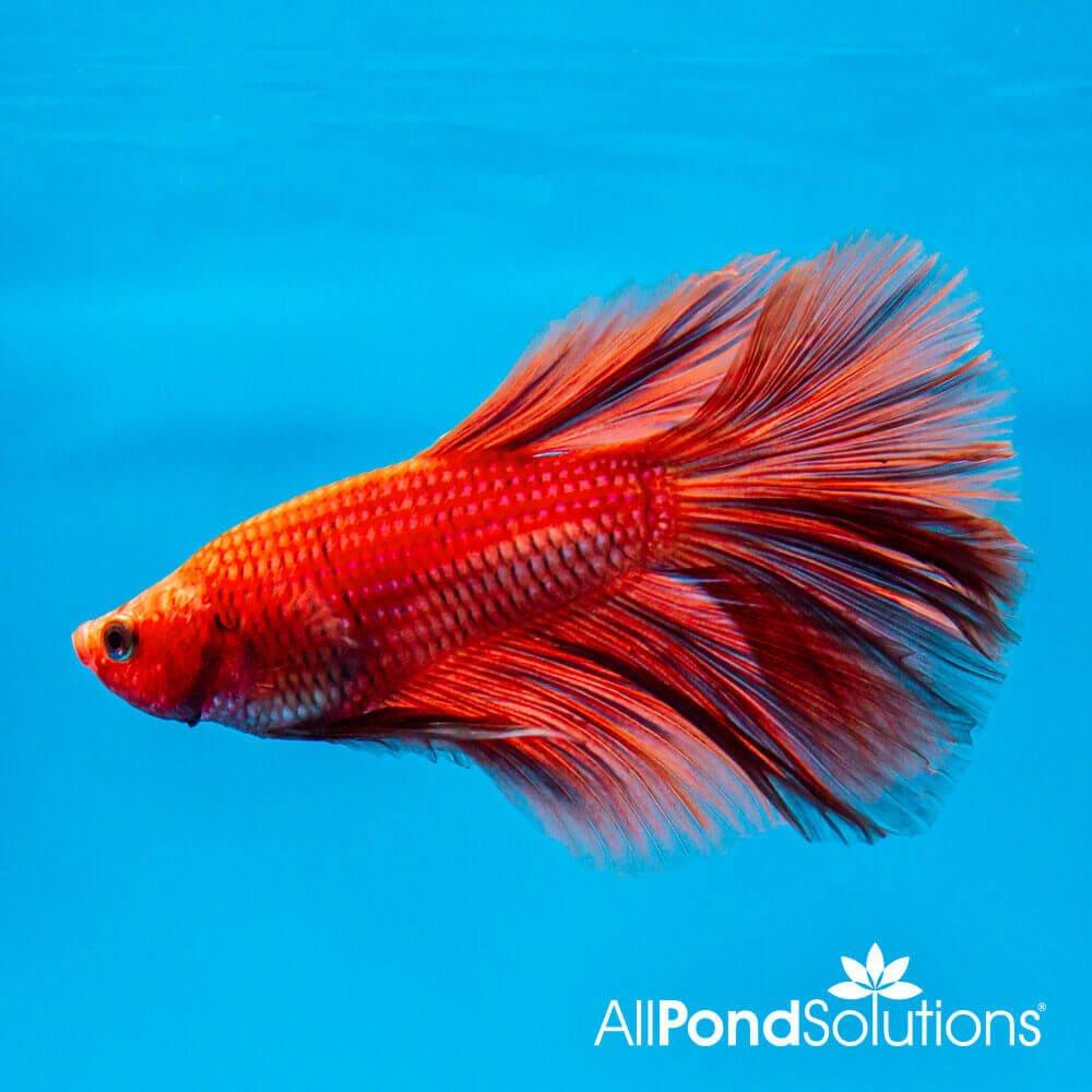 Halfmoon Orange Betta Fish (Betta Splendens) - Stunning Siamese Fighting Fish for Aquariums & Fish Tanks