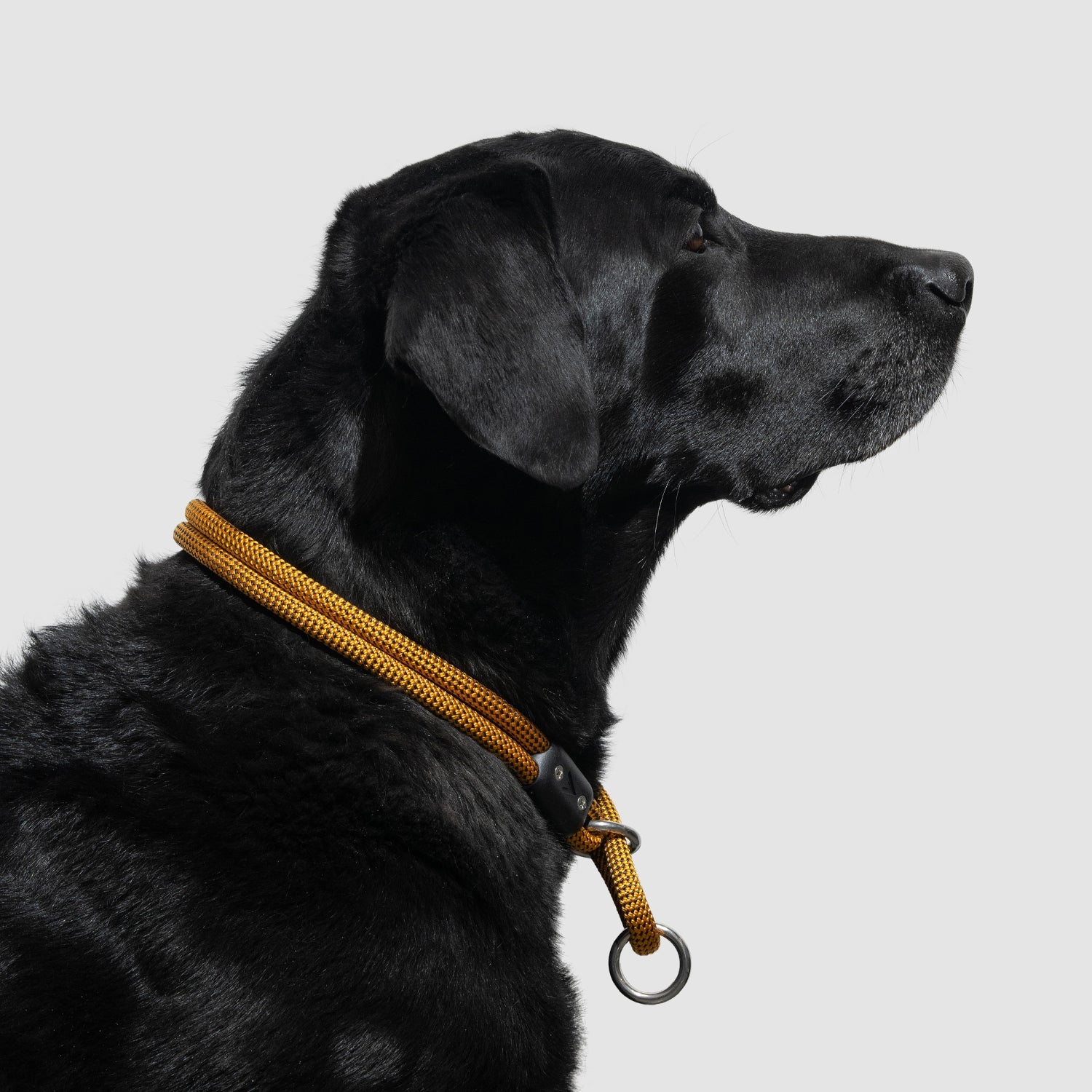 Lifetime Slip Collar for Dogs - Adjustable Nylon Training Collar with Quick-Release Buckle - Perfect for Obedience Training, Walking & Outdoor Adventures