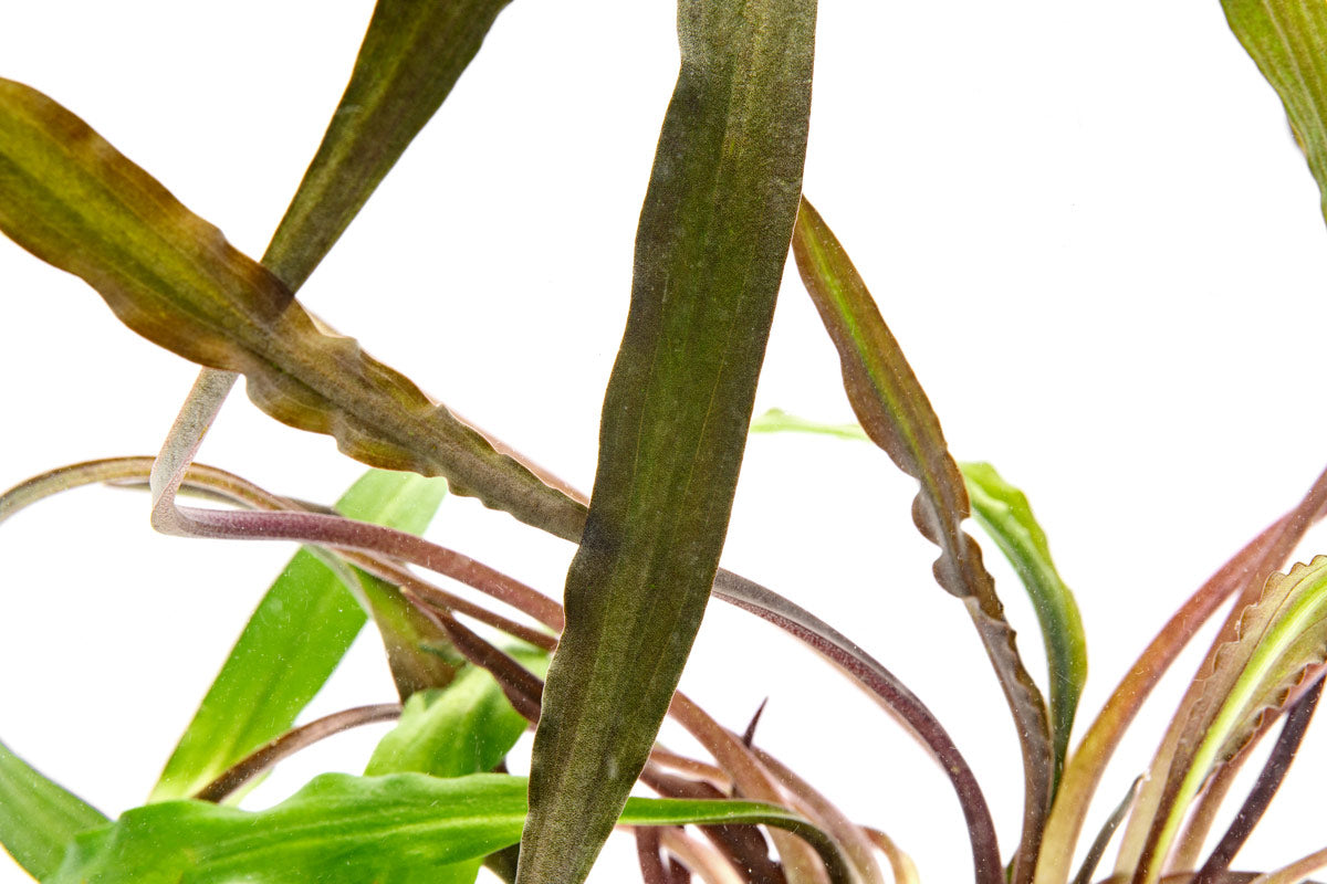 Cryptocoryne Spiralis Tiger Live Aquarium Plant - Rare Freshwater Aquatic Plant for Fish Tanks, Aquascaping & Low-Tech Planted Aquariums - Perfect for Beginners & Shrimp Tanks