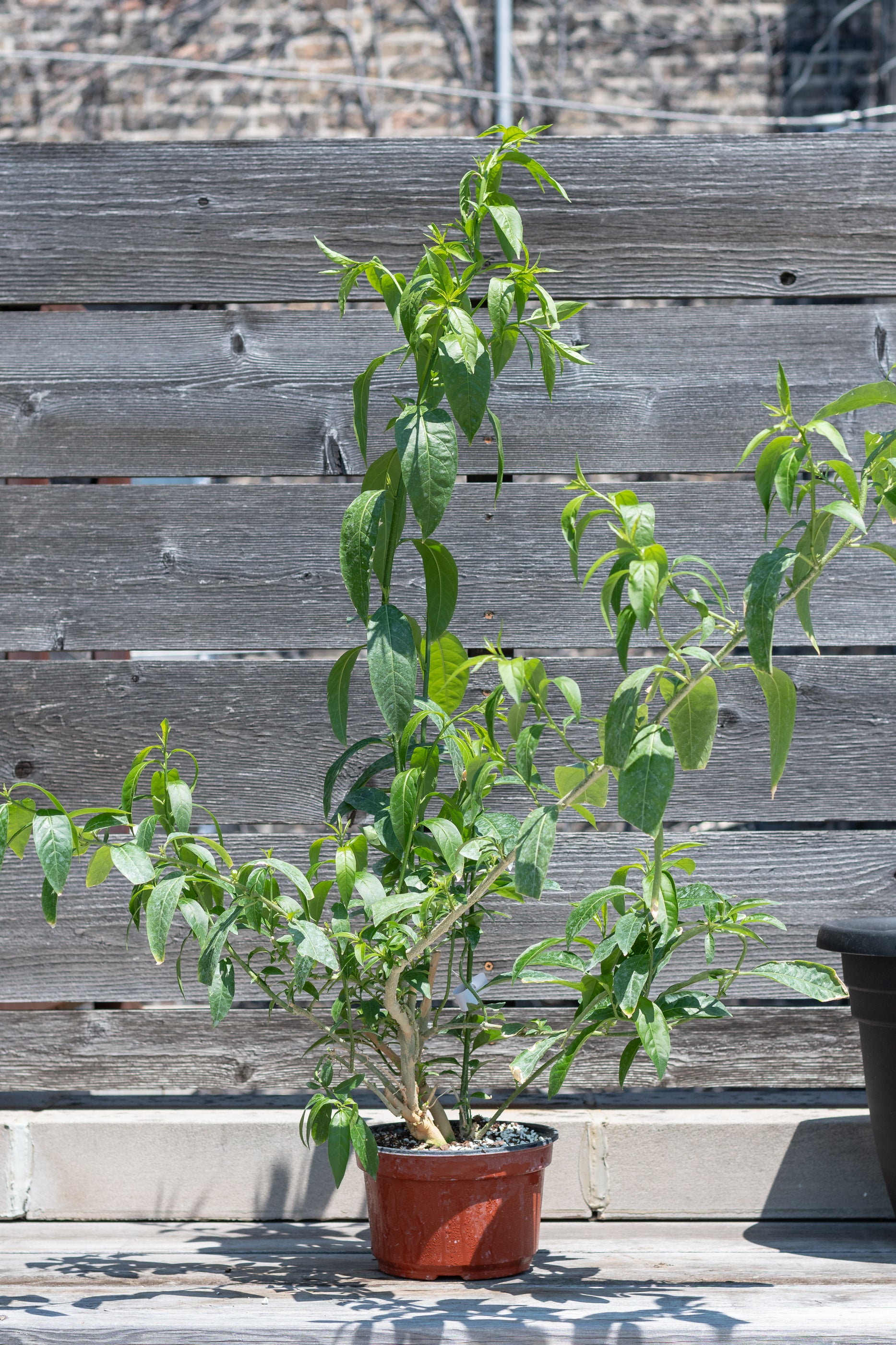 Night Blooming Jasmine (Cestrum Nocturnum) - Fragrant 8