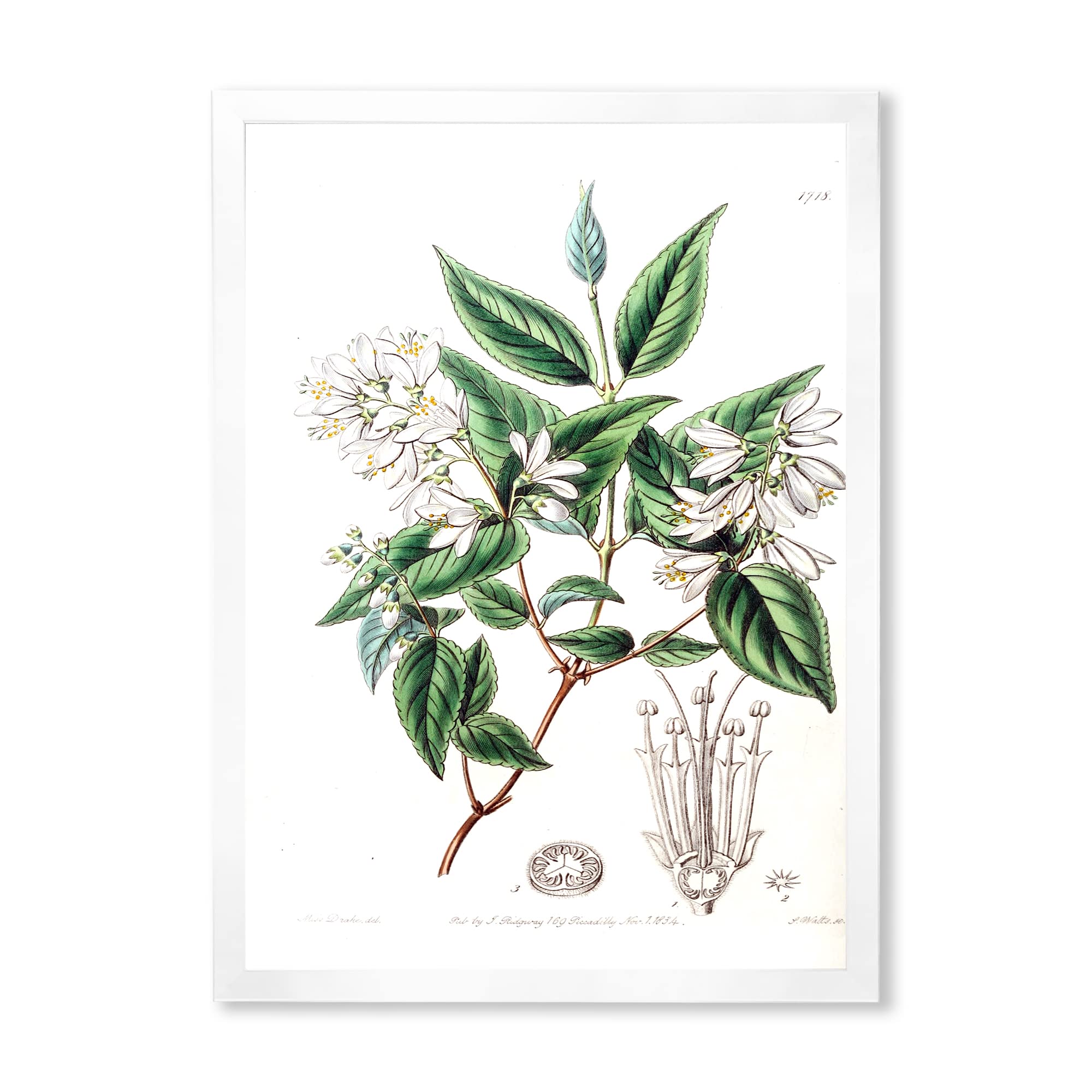 Vintage Botanical Wall Art Prints - Traditional Framed Home Decor for Living Room, Bedroom & Office - Nature Inspired Floral Paintings for Home & Office Decorations