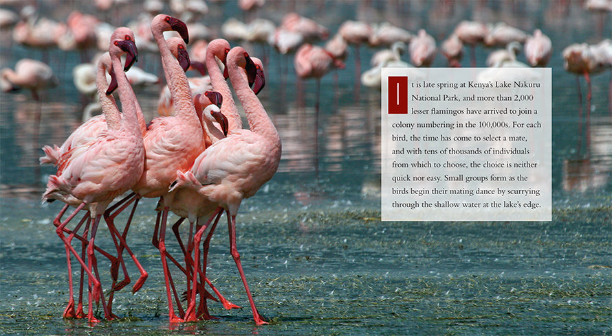Flamingos Book ISBN 9781608184163 - Perfect for Bird Lovers, Nature Enthusiasts & Home Decor