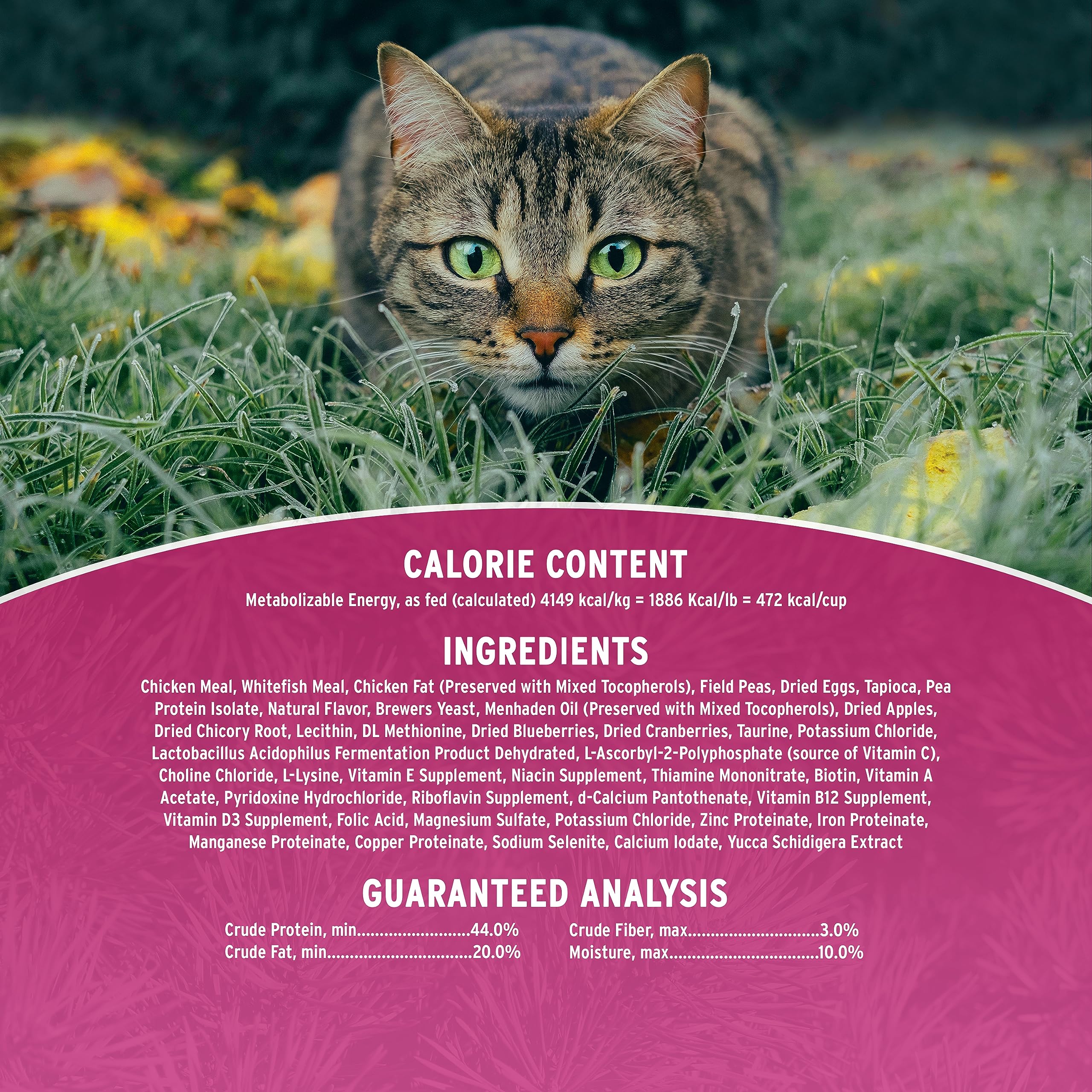Annamaet Grain-Free Dry Cat Food - Chicken & Fish Recipe, 12 lb Bag - High Protein, Natural Ingredients for Indoor & Outdoor Cats - Perfect for Weight Management & Healthy Digestion