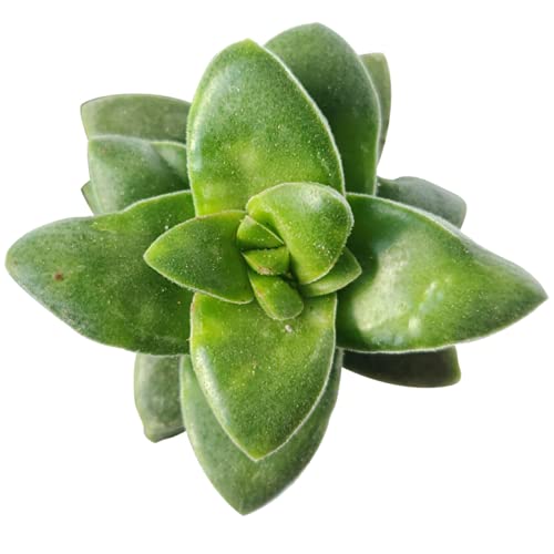 Crassula Springtime Succulent Plant - 2 Inch Pot with Clay Planter - Perfect for Home Decor, Office Desk, and Indoor Gardening Gifts